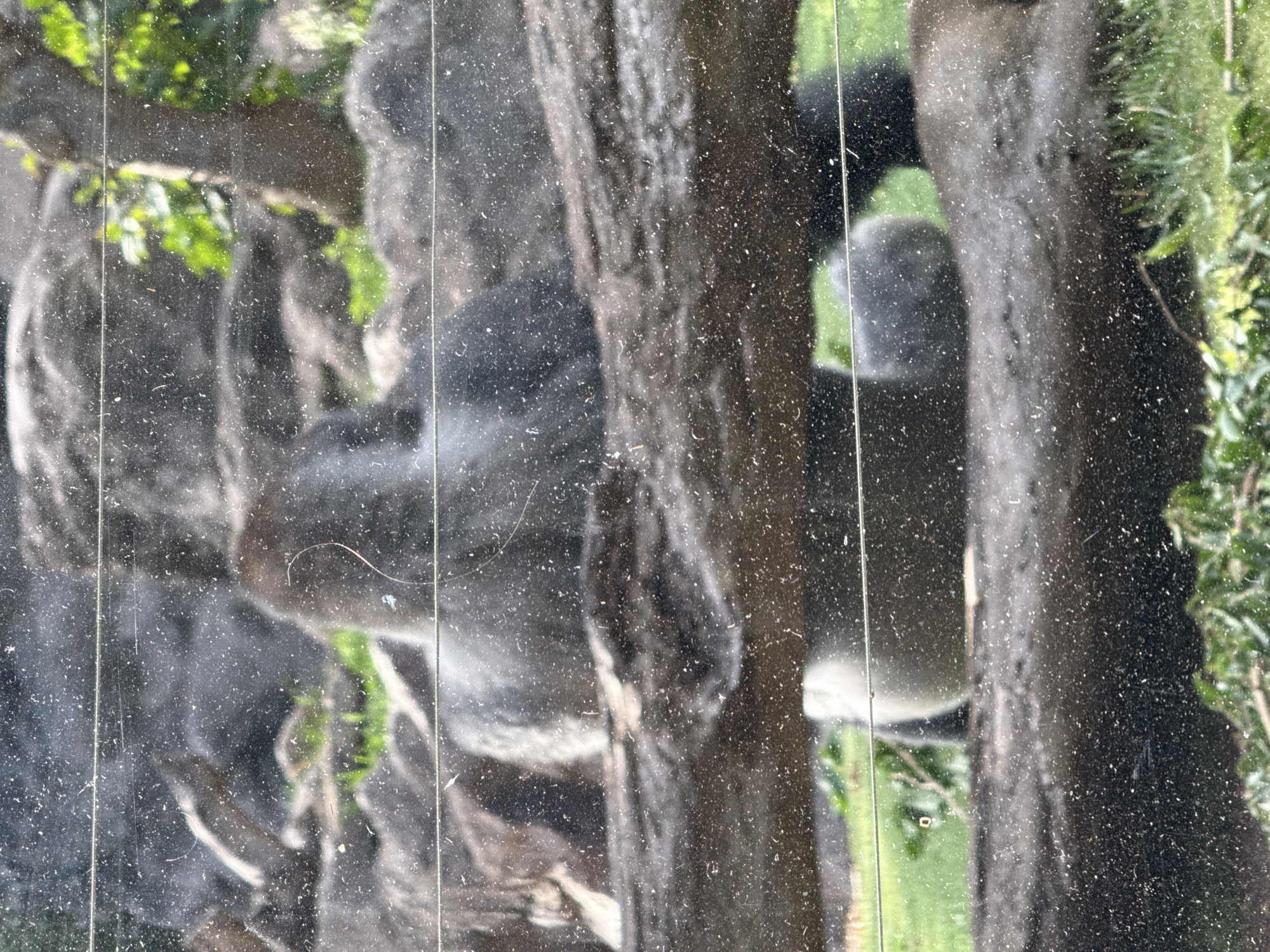 The image shows a gorilla enclosure, likely at a zoo or wildlife park, viewed through a dirty glass barrier. The gorilla appears to be a large male with dark fur, and it is positioned in the center of the frame. It is sitting down with its back to the viewer, and its head is turned to the side, looking slightly to the left. The gorilla is in an outdoor enclosure with a rocky background, lush green grass, and some trees. There are several horizontal wires or bars in the foreground, which are part of the barrier between the viewer and the enclosure. The glass is covered in dust and debris, which blurs the image and obscures some details. The overall impression is of a naturalistic habitat designed to mimic the gorilla's native environment. The location in Las Dehesas, Spain is noted, but there are no visual cues in the image to confirm this specific location.