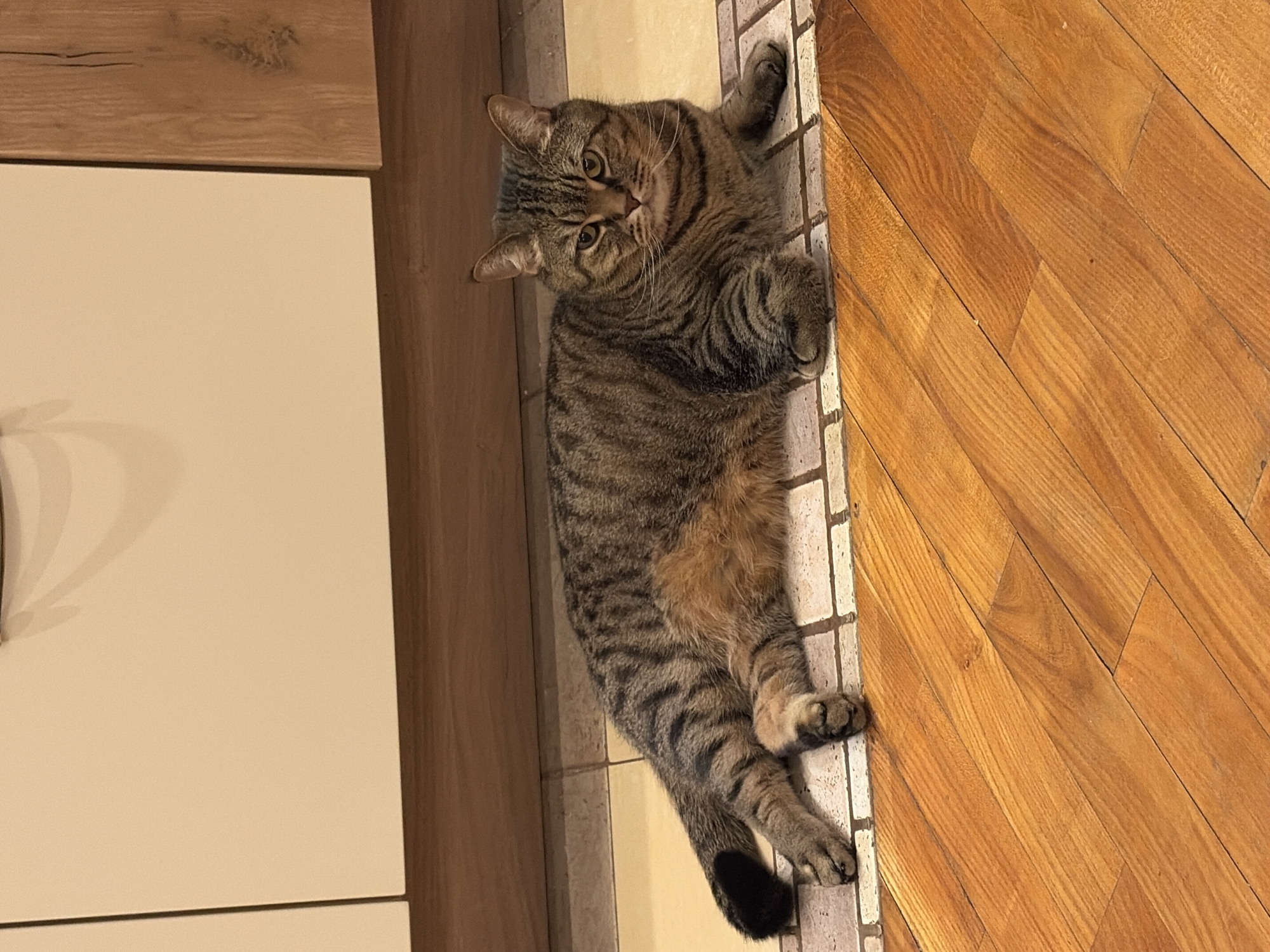 A tabby cat is depicted lying on an indoor floor in the city of Perm, Russia. The feline subject, displaying a brown and grey striped coat with lighter brown-orange fur on its ventral side, is positioned facing the viewer with its head raised. Its front paws are tucked beneath its body, and its rear legs are extended to the left. The cat rests primarily on a section of light-colored square floor tiles with darker grout, which transitions into a decorative border of smaller, alternating light and dark rectangular tiles. Adjacent to this tiled area, in the foreground, is a section of light-to-medium brown wooden flooring, likely parquet or laminate, laid in a diagonal pattern. The background consists of modern cabinetry: a cream-colored flat panel to the left and a wood-grained panel to the right, suggesting an interior setting such as a kitchen or hallway.