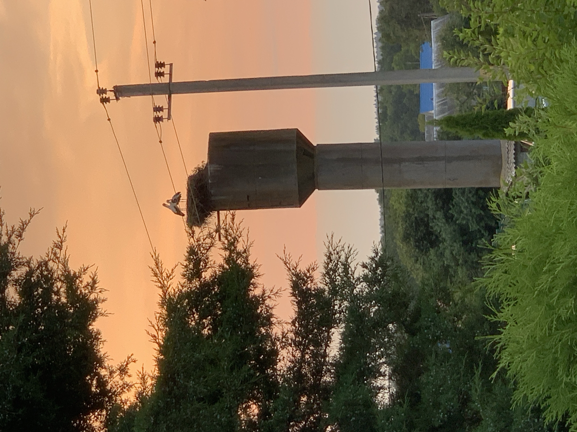 This image depicts a sunset scene in the city of Kapyĺ, Belarus. In the foreground, lush green foliage dominates the lower portion of the frame, with a large, dark green tree on the left side obscuring part of the sky. Rising from behind the foliage is a tall, concrete water tower, topped with a large nest. Perched on the nest are two storks, their white and black plumage contrasting with the warm orange hues of the sky. To the right of the water tower, a power line pole with insulators and wires is visible. The background consists of a hazy treeline and rooftops of houses, suggesting a rural or suburban setting. The sky is painted with a gradient of warm orange and yellow, indicating the sun is setting.