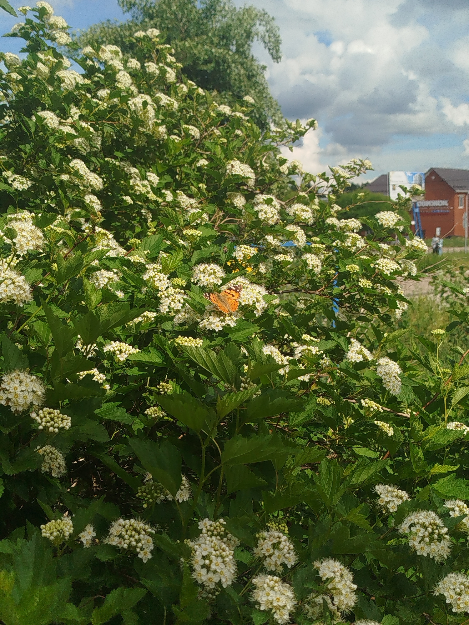 The image shows a lush green bush covered in clusters of small white flowers. An orange butterfly is perched on one of the flower clusters. In the background, a building with a red roof and a sign with a blue inscription can be seen, suggesting an urban or suburban setting. The sky is partly cloudy with patches of blue. The scene appears to be outdoors on a sunny day.