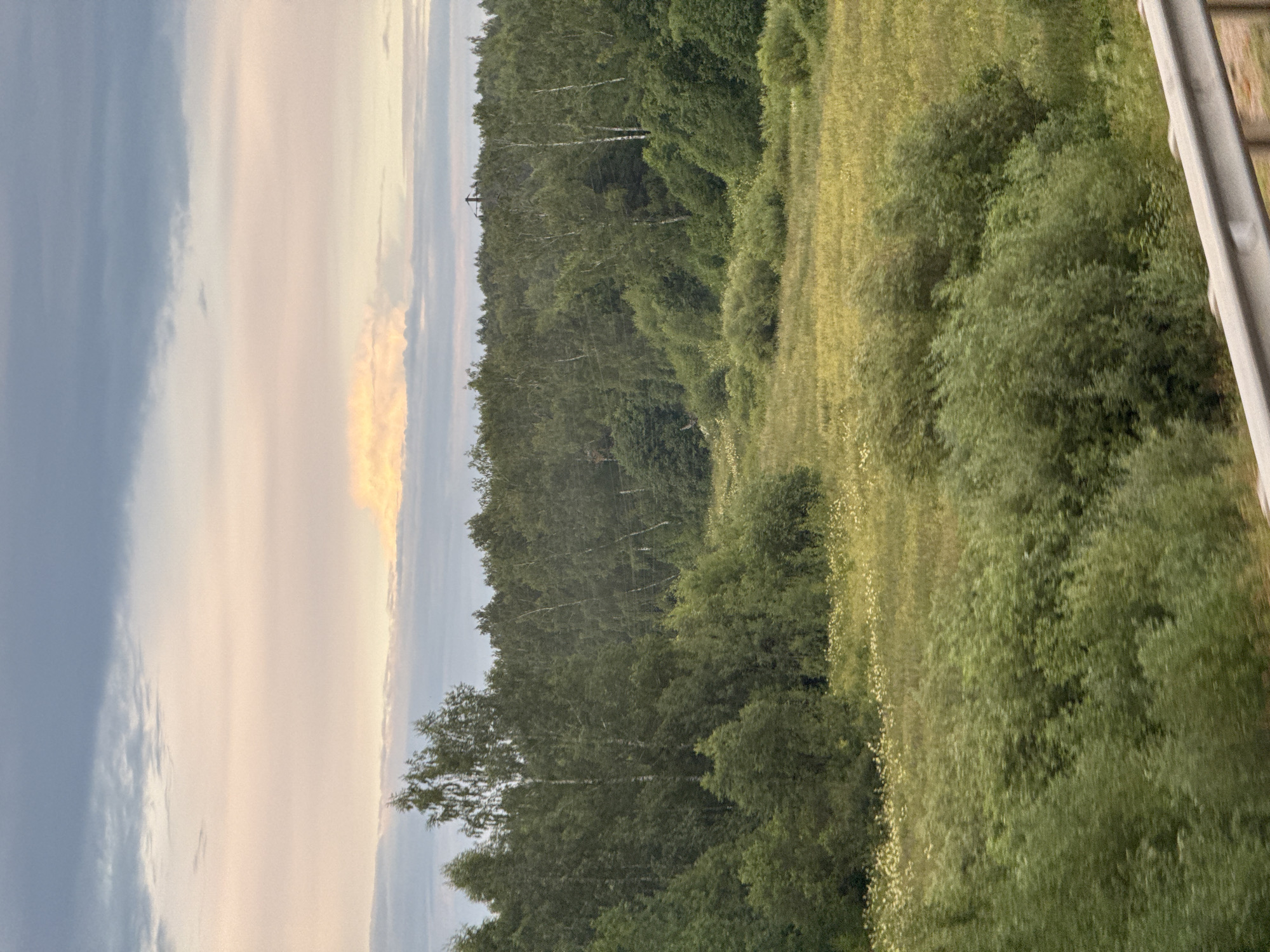 The image depicts a rural landscape on a cloudy day, likely near Ostrovskoe, Russia. In the foreground, a metal railing runs horizontally across the bottom of the frame, suggesting a viewpoint from a bridge or overpass. Beyond the railing, dense green foliage and bushes occupy the lower portion of the image.
The mid-ground features a field of tall, yellow-green grass interspersed with white wildflowers, leading towards a dense line of trees that forms the horizon. This tree line consists primarily of deciduous trees, with birch trees being noticeable due to their white bark. A few scattered taller trees stand out within this forest.
The sky above is filled with a mix of gray and light pink clouds, with a distinct patch of illuminated, yellowish clouds on the horizon, possibly indicating an area where the sun is attempting to break through. The overall impression is one of a natural, undisturbed landscape. No people or animals are visible in the image.