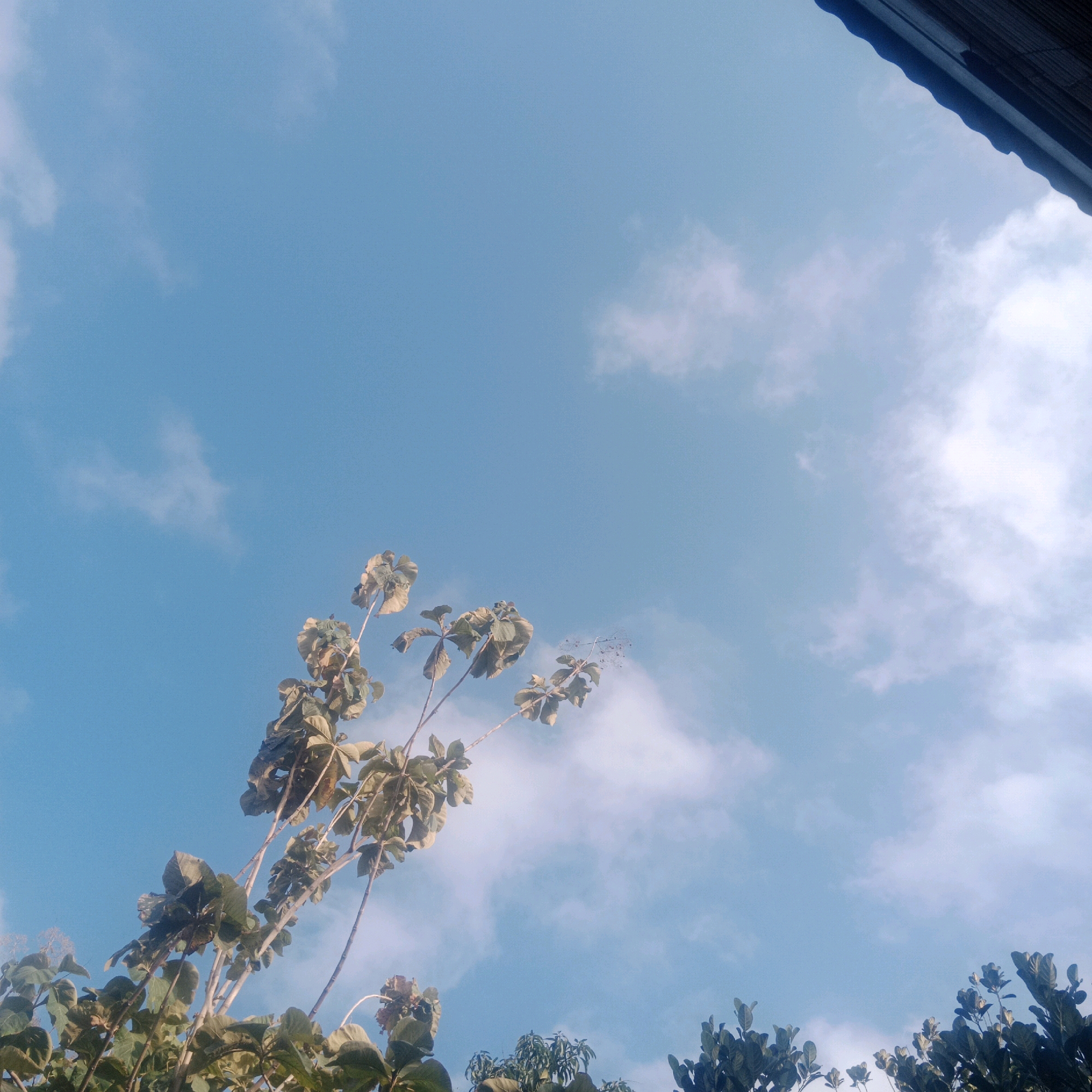 The image depicts a clear sky with scattered white clouds, as viewed from below. In the foreground, branches with large, green leaves from a tree extend upwards into the frame. To the upper right, a dark, angled structure, likely the edge of a roof, is visible against the sky. The scene is set in Tegowanu Kulon, Indonesia.