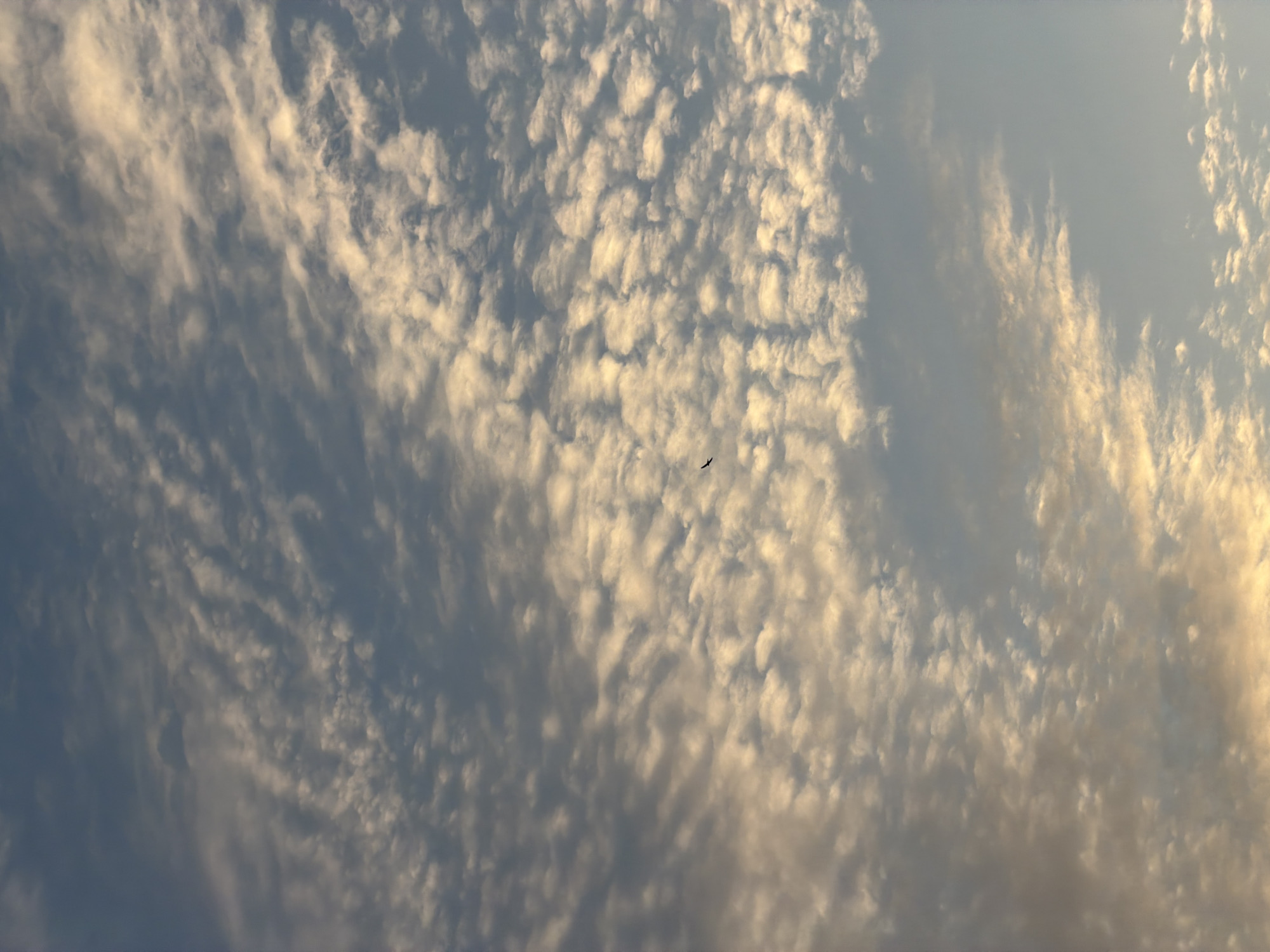 The image shows a vast expanse of the sky filled with clouds. The clouds exhibit a variety of textures and forms, from wispy, elongated streaks to more rounded, puffy formations. The lighting suggests it is either dawn or dusk, as the clouds are illuminated with warm, golden hues, particularly on the right side of the frame, contrasting with the cooler blue tones of the sky.
A single bird is visible in the middle of the frame, soaring against the backdrop of the clouds. Its silhouette is small and dark, indicating it is likely some distance away. The scene is serene and tranquil, evoking a sense of open space and natural beauty. There are no people, objects, or text visible in the image. The overall impression is one of a peaceful moment captured in the sky.