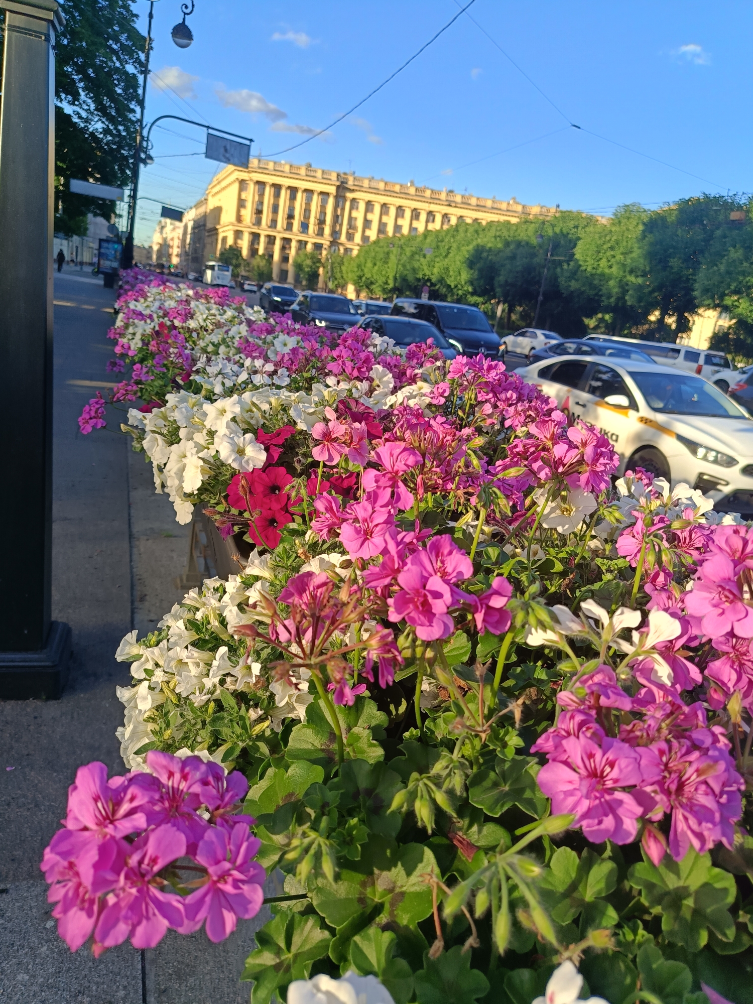 The image depicts a city street in Saint Petersburg, Russia, likely along Nevsky Prospekt, characterized by a wide pedestrian walkway lined with flower boxes brimming with vibrant pink and white flowers. Beyond the flowers, a street is visible with several cars, including a white taxi with Russian lettering. In the background, a grand, yellow building with numerous windows and architectural details stands prominently, suggesting it's a historical landmark. Lush green trees line the street, and the sky is a clear blue with a few wispy clouds, indicating a pleasant day. A lamppost with an ornate design is also visible. The focus is on the colorful flowers in the foreground, creating a picturesque urban scene.