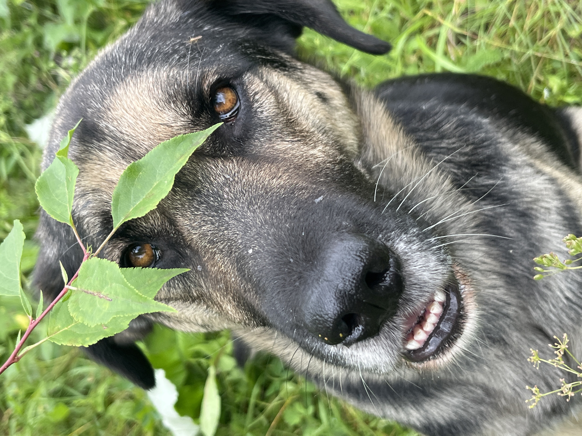 A close-up shot captures the face of a dog looking up, with its snout and eyes filling most of the frame. Green leaves from a branch are draped over the dog's head, partially obscuring its eyes. The dog's fur is a mix of black, grey, and tan. Its mouth is slightly open, revealing its teeth. The background is blurred green grass, with hints of other vegetation. There is no indication of the city of Nizhny Tagil, Russia in the image.