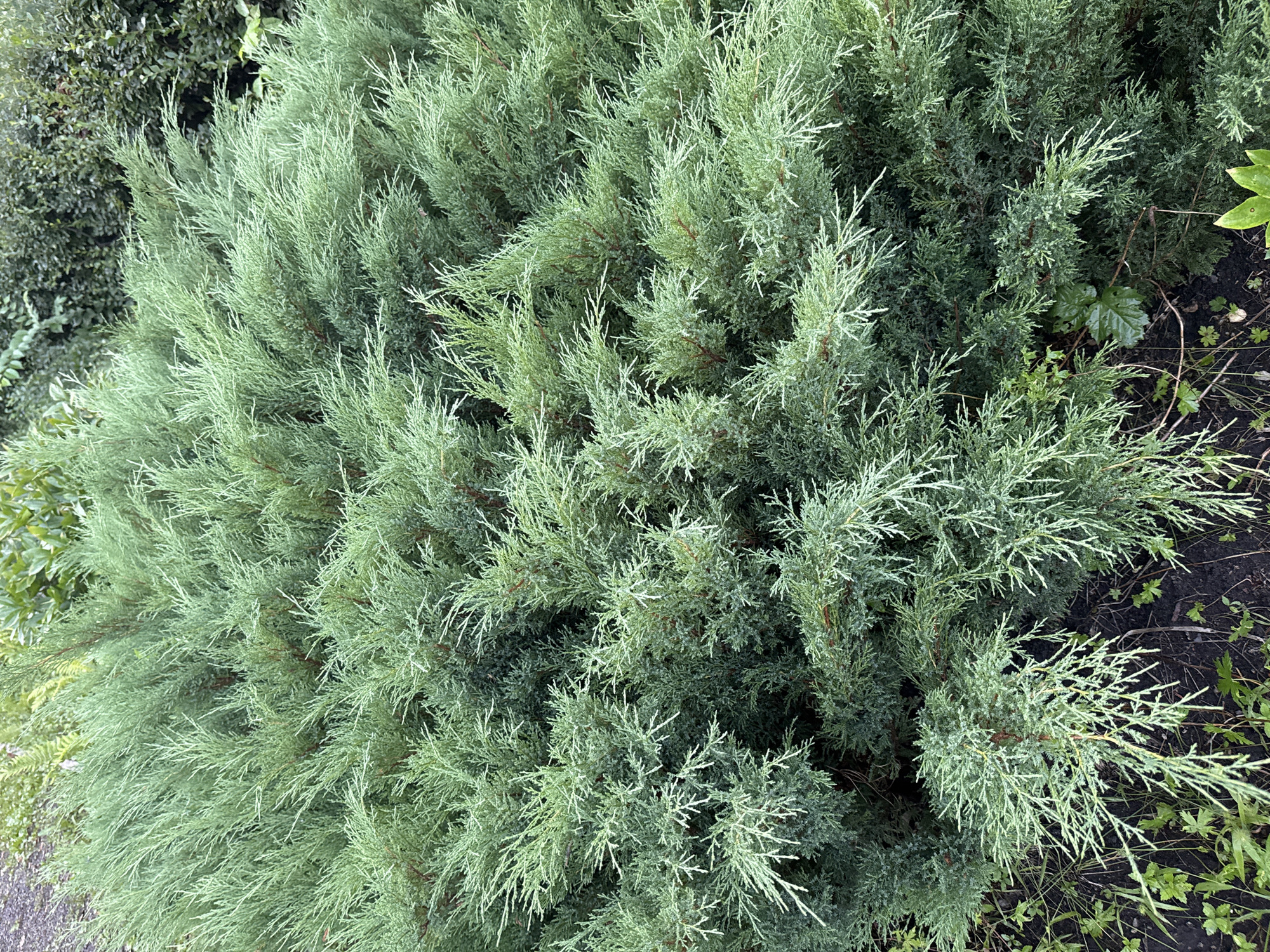 The image shows a close-up of a large, dense evergreen shrub with finely textured, needle-like foliage in various shades of green, ranging from a light, silvery green to a deeper forest green. The branches are layered and create a full, bushy appearance. Some brown stems are visible within the foliage, suggesting older growth. The ground beneath the shrub is visible in the lower portion of the image, consisting of dark soil with scattered green ground cover and a few fallen leaves. The background is blurred, but appears to be other greenery, possibly trees or other shrubs, and suggests an outdoor setting. The image does not contain any people or animals. The location of this shrub in the city of Chelyabinsk, Russia, cannot be determined from the image alone.