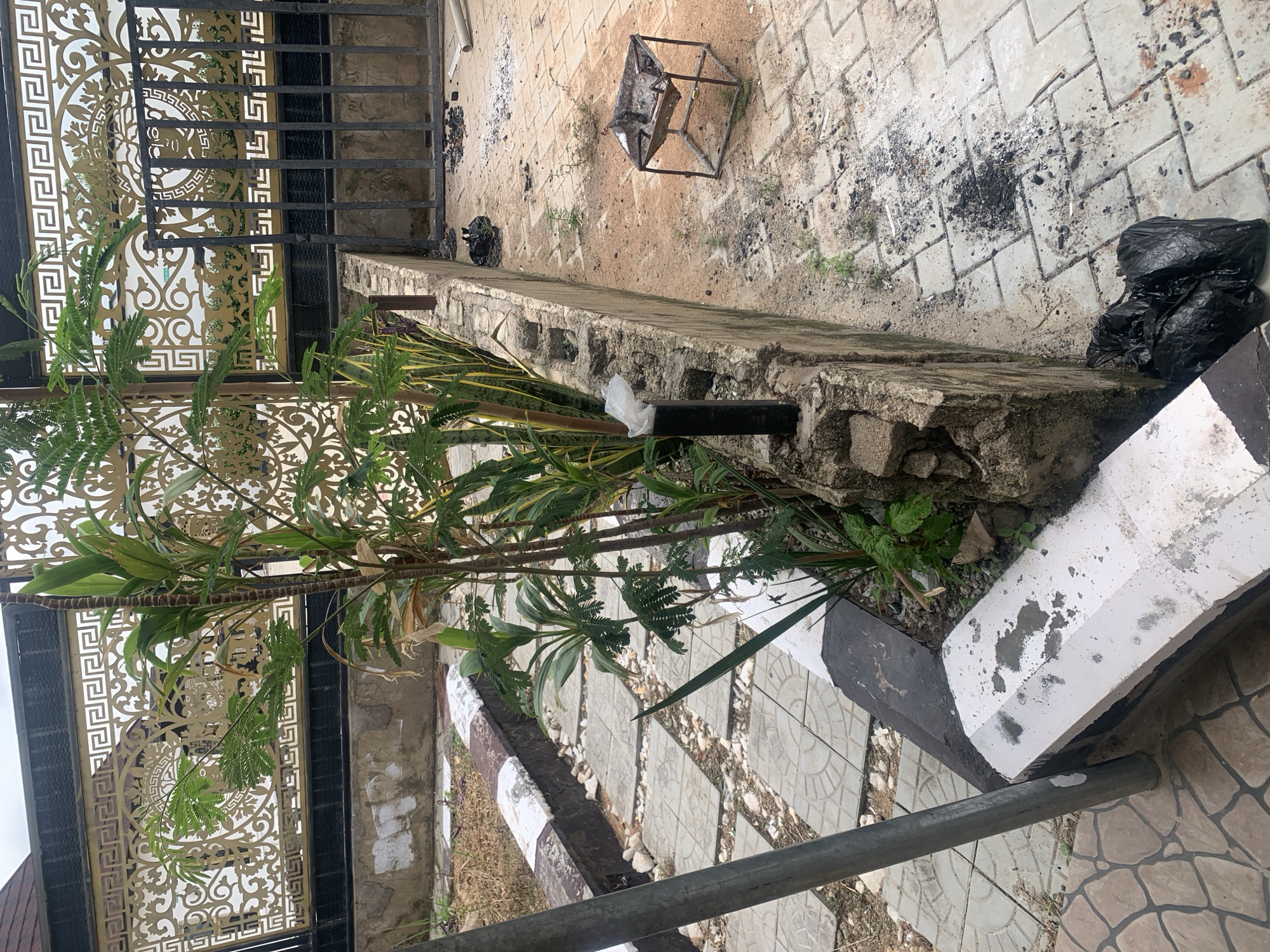 The image depicts an outdoor scene in Jauro Yinu, Nigeria. The foreground is dominated by a metallic railing and a plant with green leaves, positioned in front of an ornate, golden-colored metal gate. The gate has intricate geometric and circular patterns. Behind the gate, a darker metal structure is visible, possibly part of a fence or another gate.
The ground is paved with square tiles, some of which are worn or dirty, with patches of sand and scattered charcoal residue. A small, square metal grill, likely a barbecue pit, sits on the tiled ground. A black plastic bag, appearing to contain trash, is placed near the grill.
A concrete structure, possibly a low wall or planter box, runs along the middle ground. It is weathered and shows signs of damage, with some missing concrete blocks. A white plastic bag is visible protruding from this structure. In the background, more tiled ground and some dry vegetation can be seen. The overall scene suggests an area that has been used for outdoor activities, possibly a yard or an entryway, and shows signs of wear and tear. The lighting suggests it is daytime, but the weather is not explicitly indicated. There is no visible text in the image.