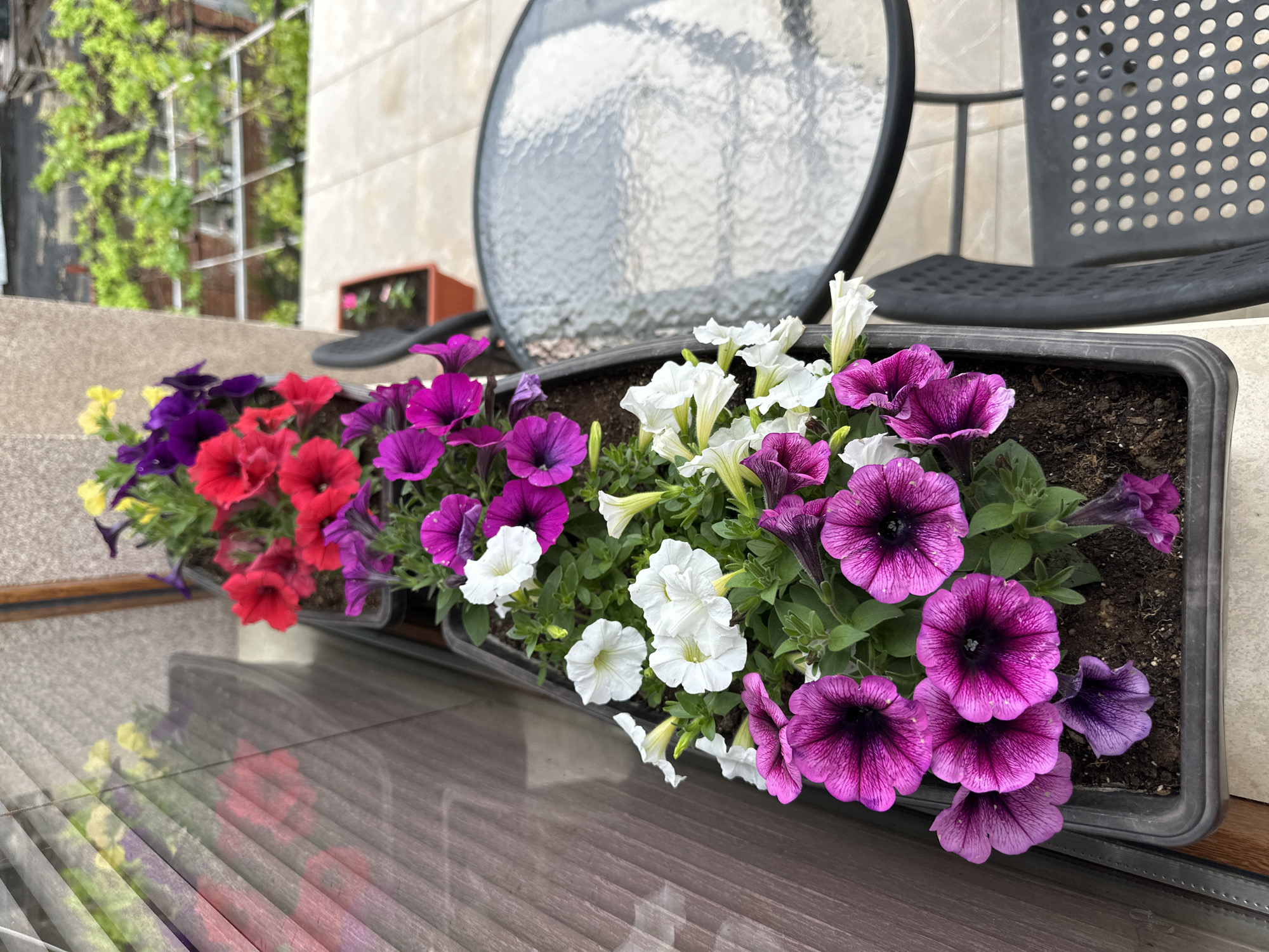 The image depicts a close-up view of a rectangular planter box filled with a variety of colorful petunia flowers, including yellow, red, purple, and white blooms. The planter box is situated on a surface that reflects the colors of the flowers, creating a mirrored effect. Behind the flowers, there is a round glass table with a black frame and a black perforated chair. In the background, there is a wall with tan-colored tiles and green foliage climbing up a trellis. Based on the context provided, the location of the scene is in Montana, Bulgaria.