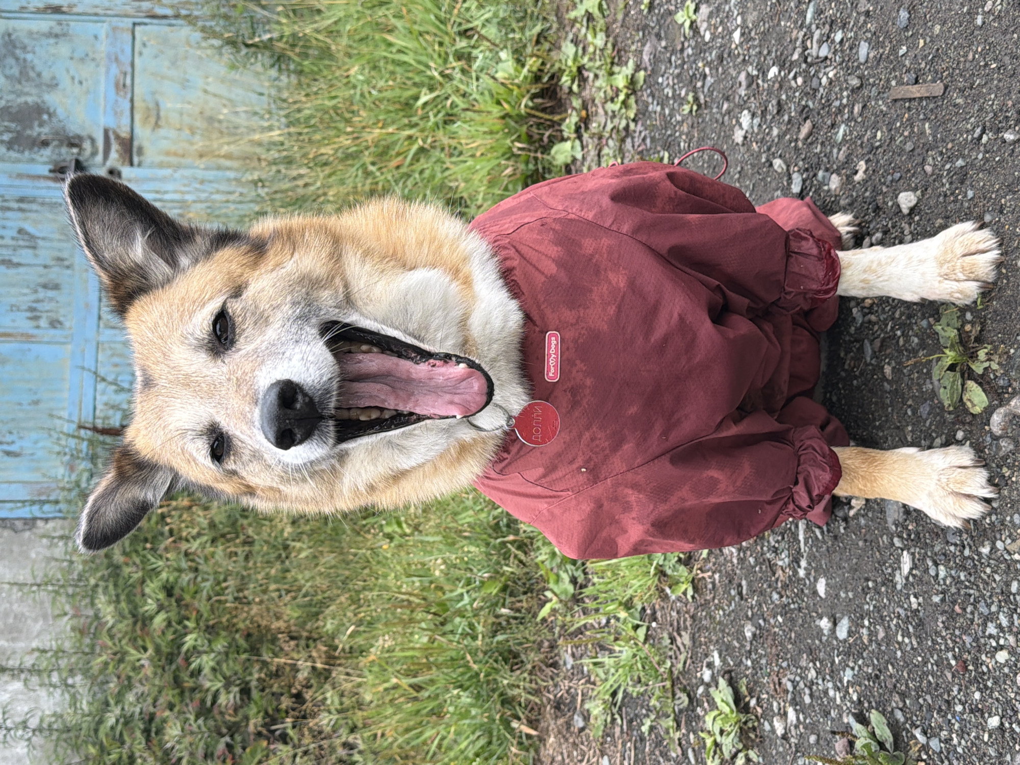 A medium-sized dog with tan and white fur is sitting outdoors on a gravel path, looking forward with its mouth wide open in a yawn. The dog is wearing a maroon-colored full-body dog suit. A small red circular tag with white Cyrillic text is attached to a ring on the dog's collar. The background consists of green grass and foliage, with a weathered blue wooden door visible behind the dog. The image appears to have been taken in the city of Petropavlovsk-Kamchatsky, Russia.