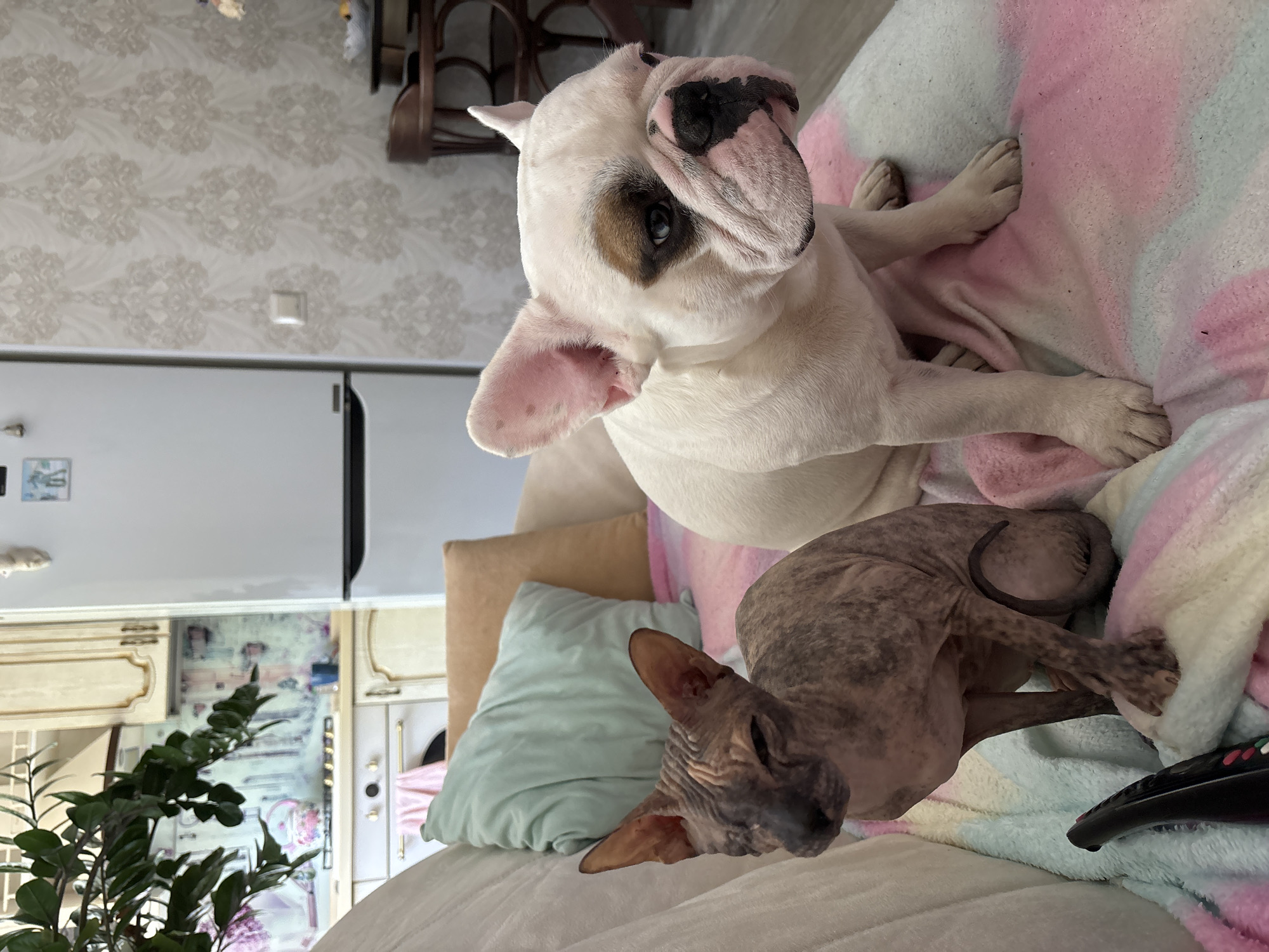 Two pets, a hairless cat and a white French bulldog, are seated on a couch covered with a pastel-colored blanket. The cat, with its wrinkled skin and tabby markings, sits to the left, its eyes partially closed. The French bulldog, white with a brown patch over its left eye, is positioned to the right, looking towards the viewer. Behind the couch, a kitchen area is visible with white cabinets and appliances. The room is decorated with patterned wallpaper. The image appears to be taken indoors.