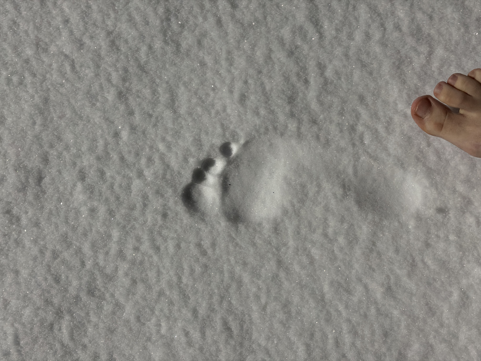 A close-up, overhead shot shows a patch of snow with a barefoot footprint in the center and the toes of the same foot visible in the upper right corner. The snow appears to be granular. The location and city cannot be determined from this image.