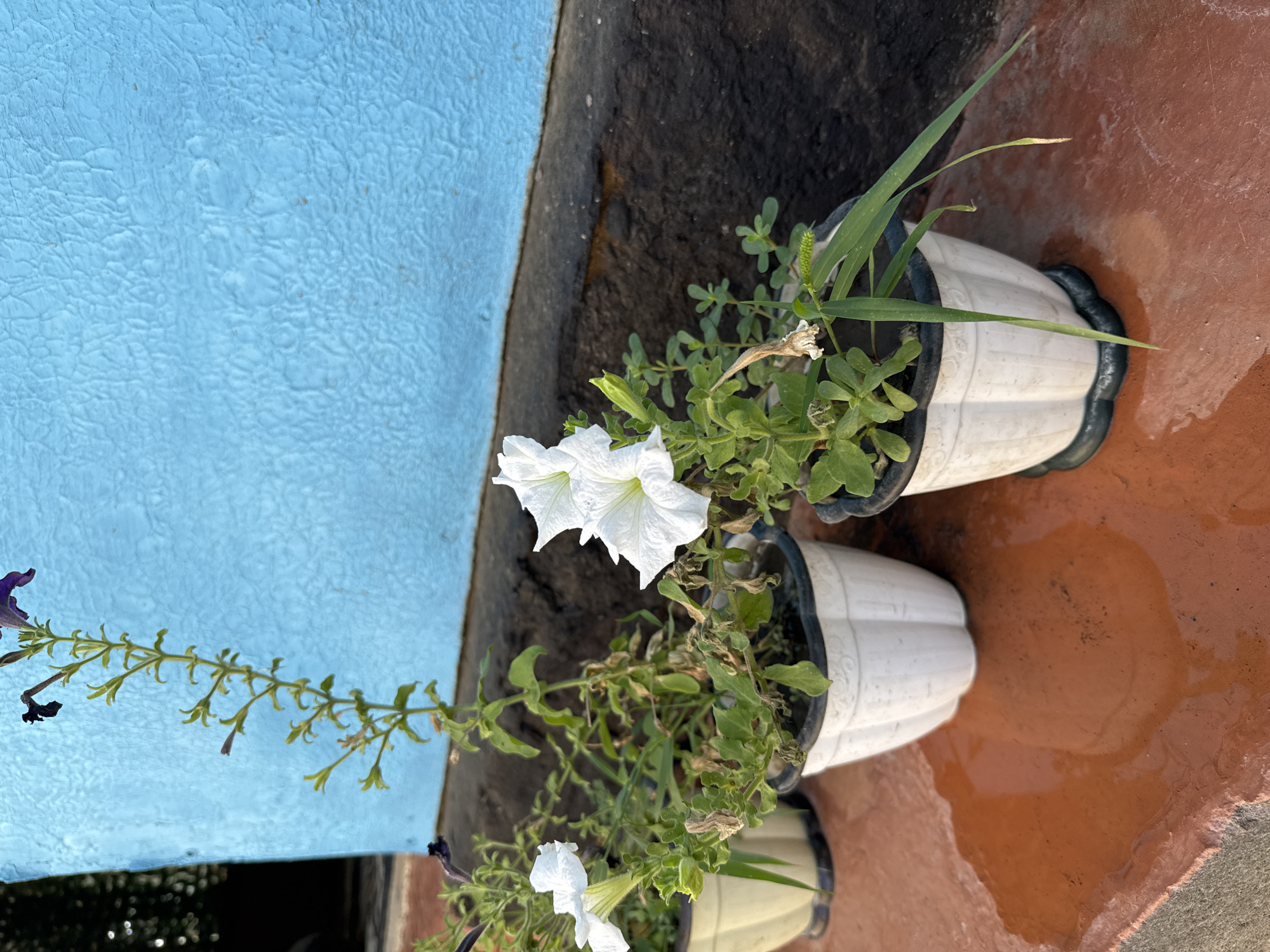 The image depicts a close-up, eye-level view of potted petunias placed on a reddish-brown, wet tiled surface. The plants are in white, fluted pots with black rims. The petunias have green foliage, with some leaves appearing dry or withered. Several white petunia flowers are in bloom, with one prominent cluster in the foreground. In the background, a textured, bright blue wall is visible, with a dark, rough band running along its base. The scene appears to be outdoors, possibly on a balcony or patio. There are no people or animals present in the image. The lighting suggests it might be daytime, with some shadows cast on the ground. The overall impression is of a decorative plant arrangement in an urban or residential setting.