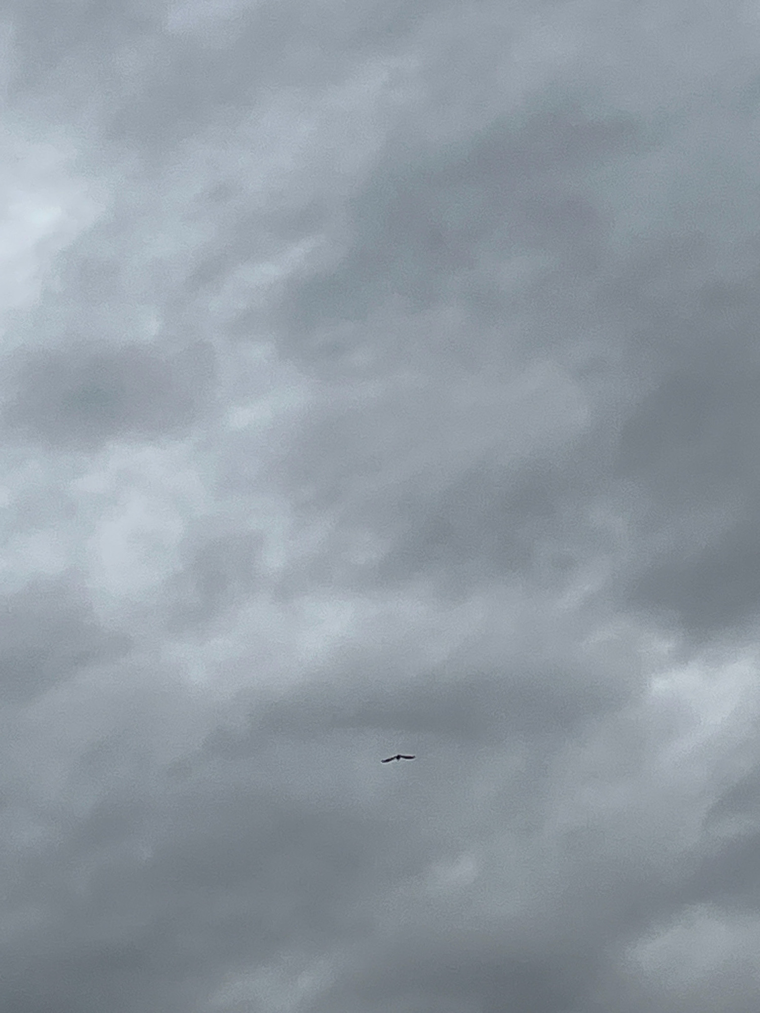 A solitary bird is captured mid-flight against a backdrop of overcast, grey clouds. The bird, a dark silhouette, is positioned in the lower-central portion of the frame, with its wings outstretched. The clouds exhibit varying shades of gray, suggesting a possibly stormy or heavily clouded sky. No specific landmarks or urban features are discernible in the image, indicating the location is likely in an open area or high in the sky, without discernible city context.