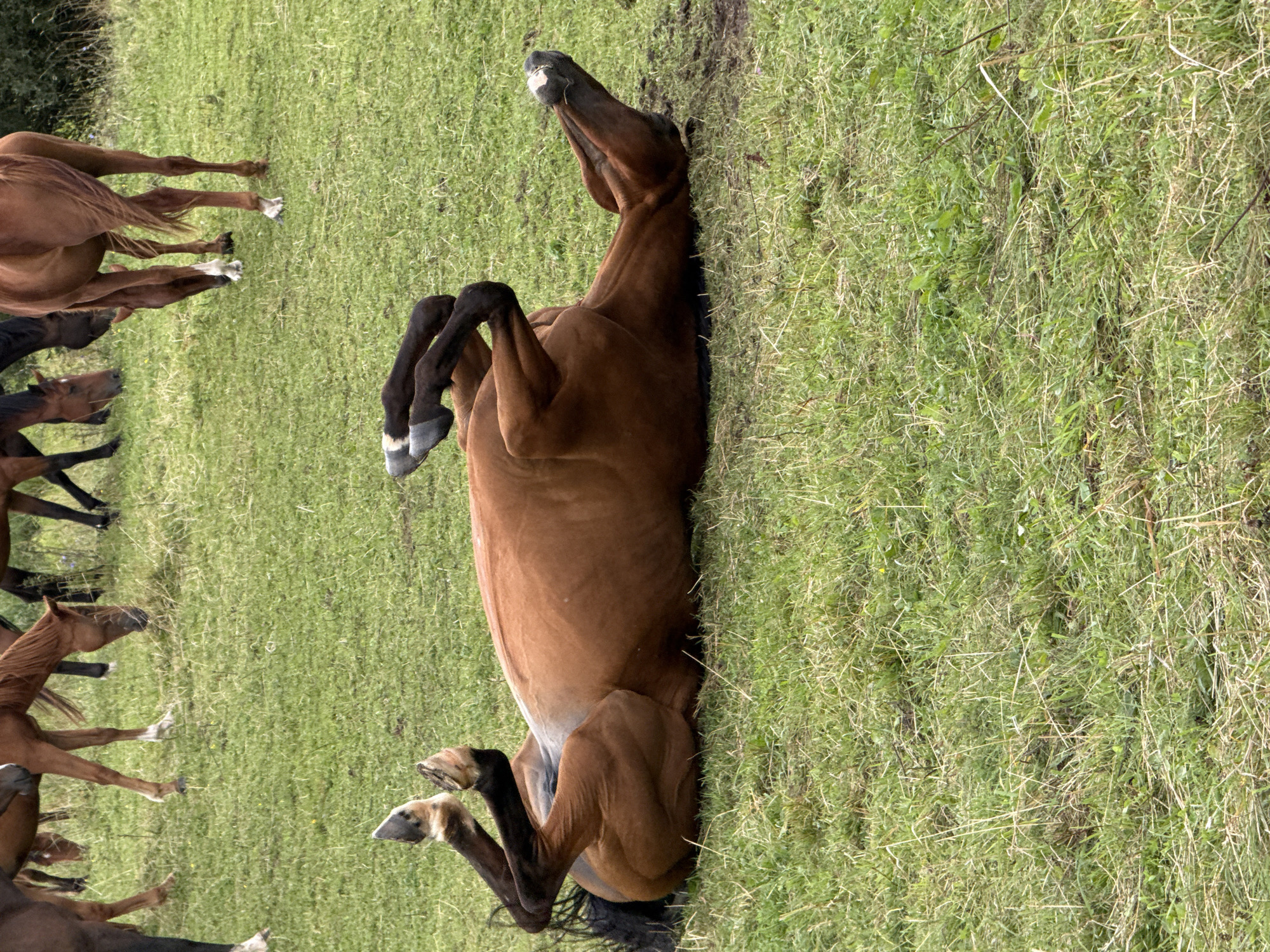A brown horse is rolling on its back in a grassy field. Its legs are in the air, and its head is turned to the side. Other horses are visible in the background, grazing. The location is in the city of Galinė, Lithuania.