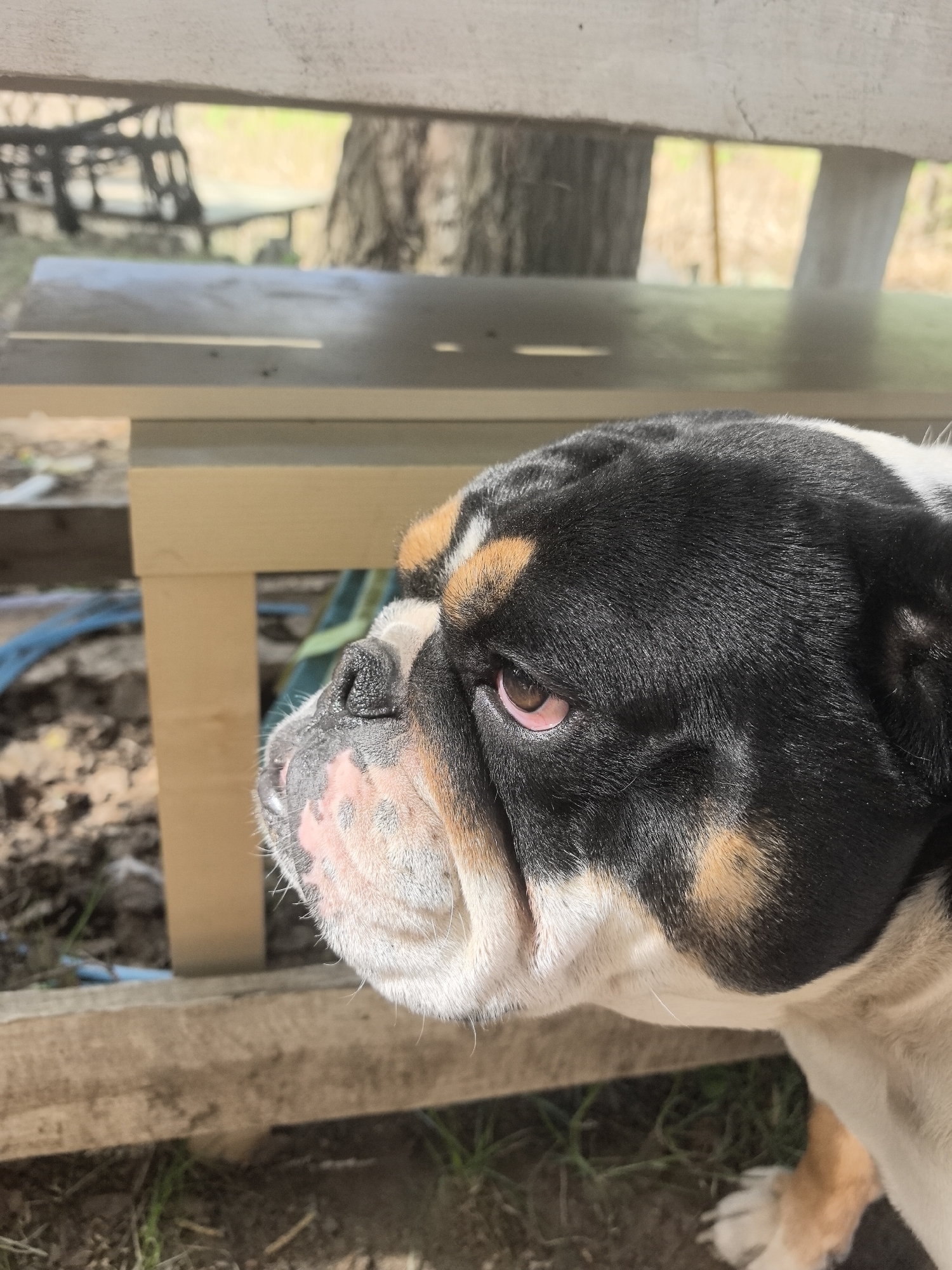 A medium close-up shot shows the head of a black, white, and tan English bulldog, positioned near a wooden picnic table. The dog is in profile, facing left. The environment appears to be outdoors, with bare earth and sparse grass visible under the table. A tree trunk and a glimpse of another structure are visible in the background through the table's gaps. The setting does not appear to be within a city, and therefore cannot be located in Noviy, Russia.
