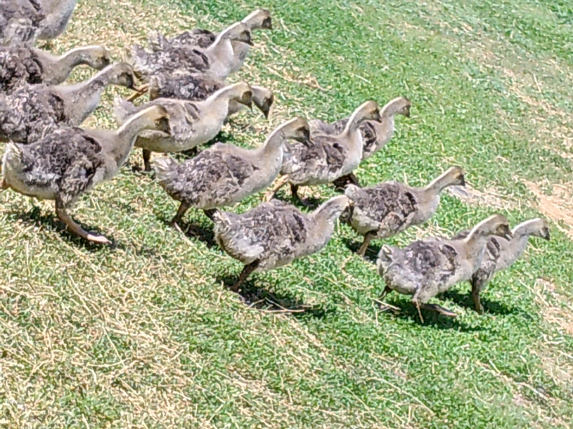 The image features a large flock of young birds, identified as goslings, actively moving across a sunlit grassy field. Approximately two dozen goslings are visible, all displaying mottled gray and off-white downy feathers, with pale yellowish-tan beaks and light-colored legs. They are dispersed throughout the frame, generally moving from the upper left towards the lower right. Many of the goslings have their heads lowered, indicating they are foraging or grazing on the short grass.
The scene is an outdoor environment, characterized by a patch of green grass that shows areas of dryness and sparseness, with some exposed soil visible. The ground appears to have a gentle incline. The bright, direct sunlight suggests it is daytime under clear, sunny weather conditions, casting subtle shadows beneath the birds. No human figures, artificial structures, or discernible text are present, focusing entirely on the natural activity of the goslings in their grassy habitat.
