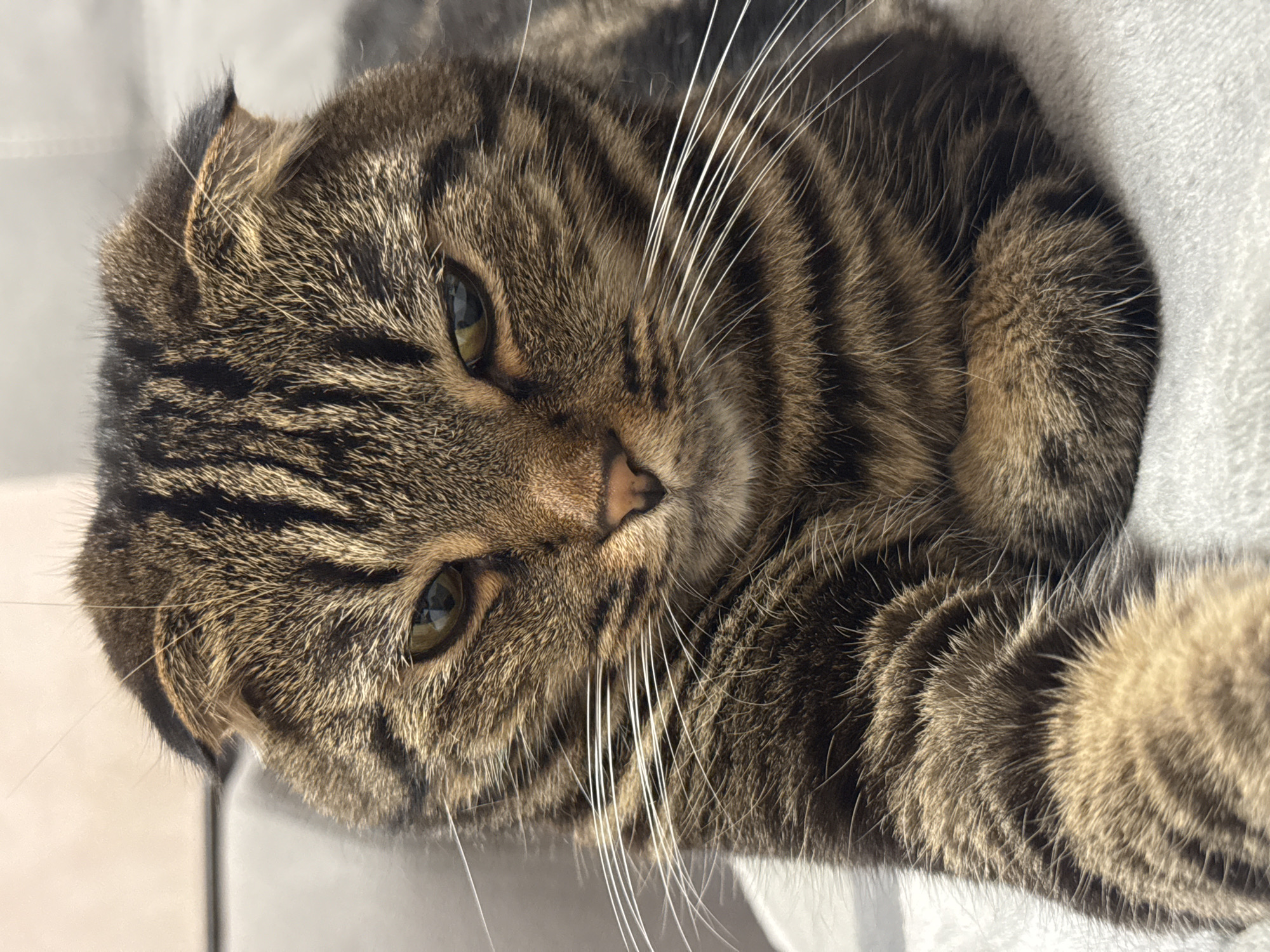A brown tabby Scottish Fold cat is depicted in a close-up, head-on view. The cat possesses characteristic folded ears, greenish-yellow eyes, a pink nose, and prominent white whiskers. Its fur displays a distinct dark brown and tan striped pattern. The animal is in a recumbent position, with its front paws crossed and tucked beneath its chest, resting on a light-colored, soft textile surface. The background is indistinct and light-toned, suggesting an indoor environment. This scene is located in the city of Perm, Russia.