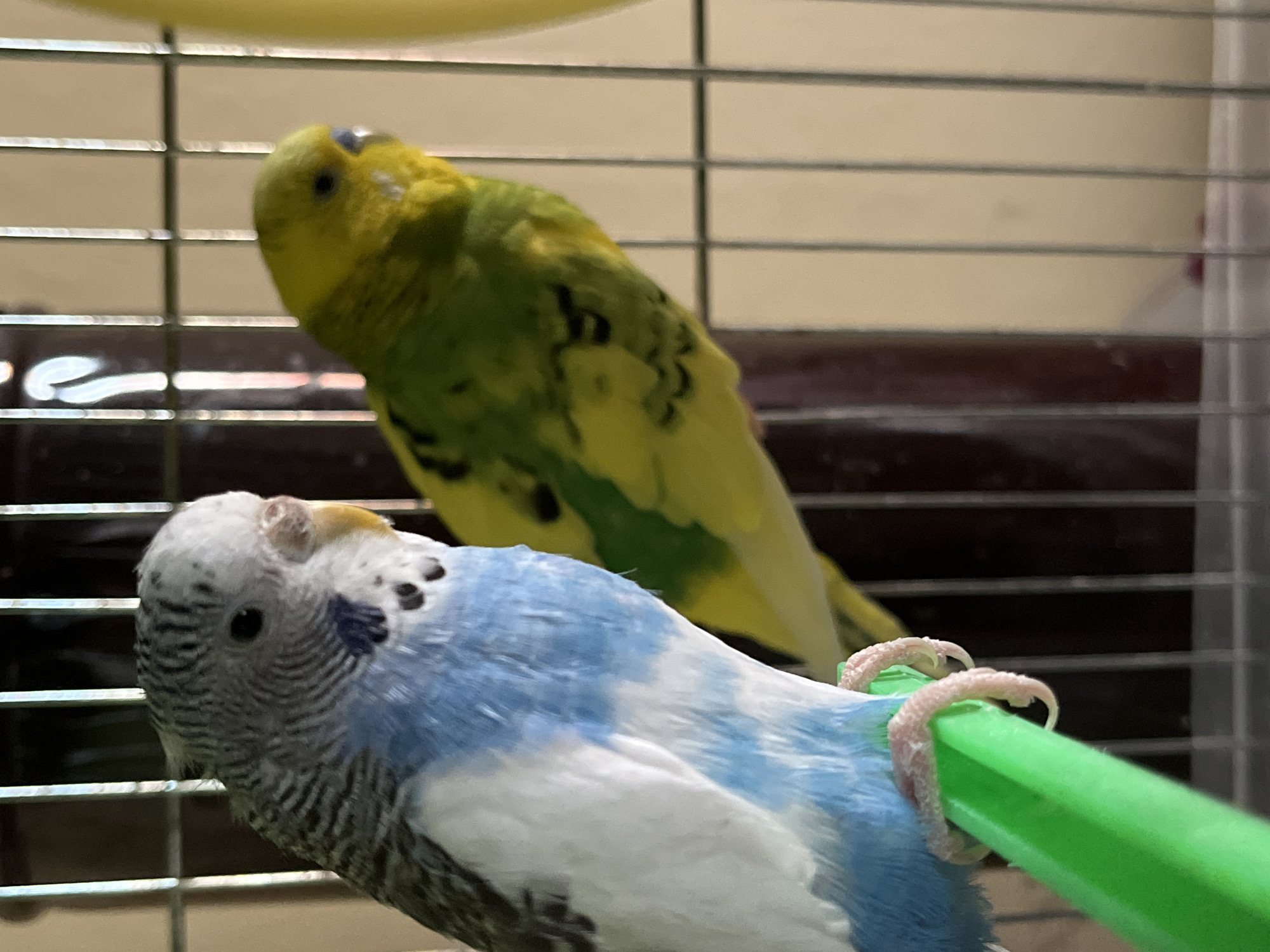 Two budgerigars are inside a cage. The budgerigar in the foreground is predominantly blue and white and is perched on a green plastic bar. The other budgerigar in the background is predominantly yellow and green. The cage is made of metal bars and is in an indoor setting. The city of Shumen, Bulgaria is not visible.