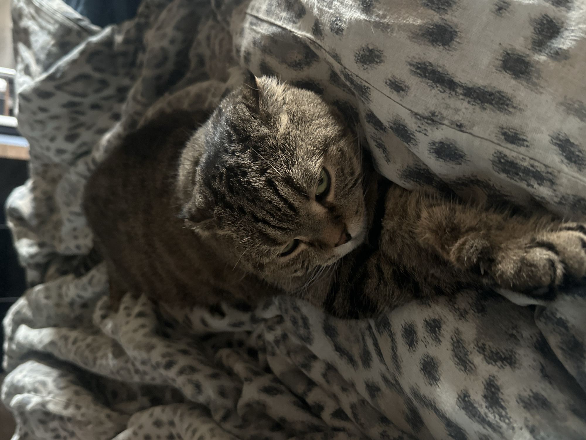 In the city of Virki, Russia, a cat with tabby markings lies on a patterned blanket with a leopard-like print. The cat's eyes are partially closed, and its ears are folded back. The blanket is draped around the cat, creating soft folds and shadows. The lighting suggests an indoor setting, likely a bedroom. The image is a close-up shot, focusing on the cat and the texture of the blanket.