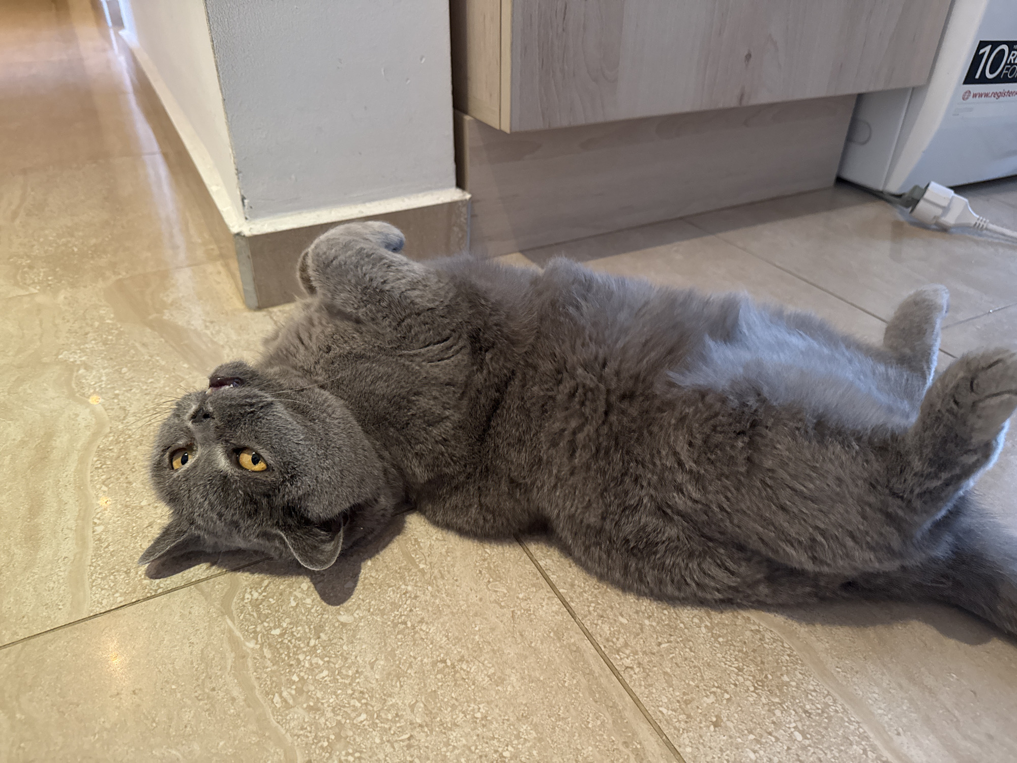 A gray, short-haired cat with yellow eyes lies on its back on a light-colored tiled floor. The cat's paws are curled up, and its head is tilted back. In the background are a white cabinet and a white appliance with a power cord. There is no indication of the location being Sofia, Bulgaria.
