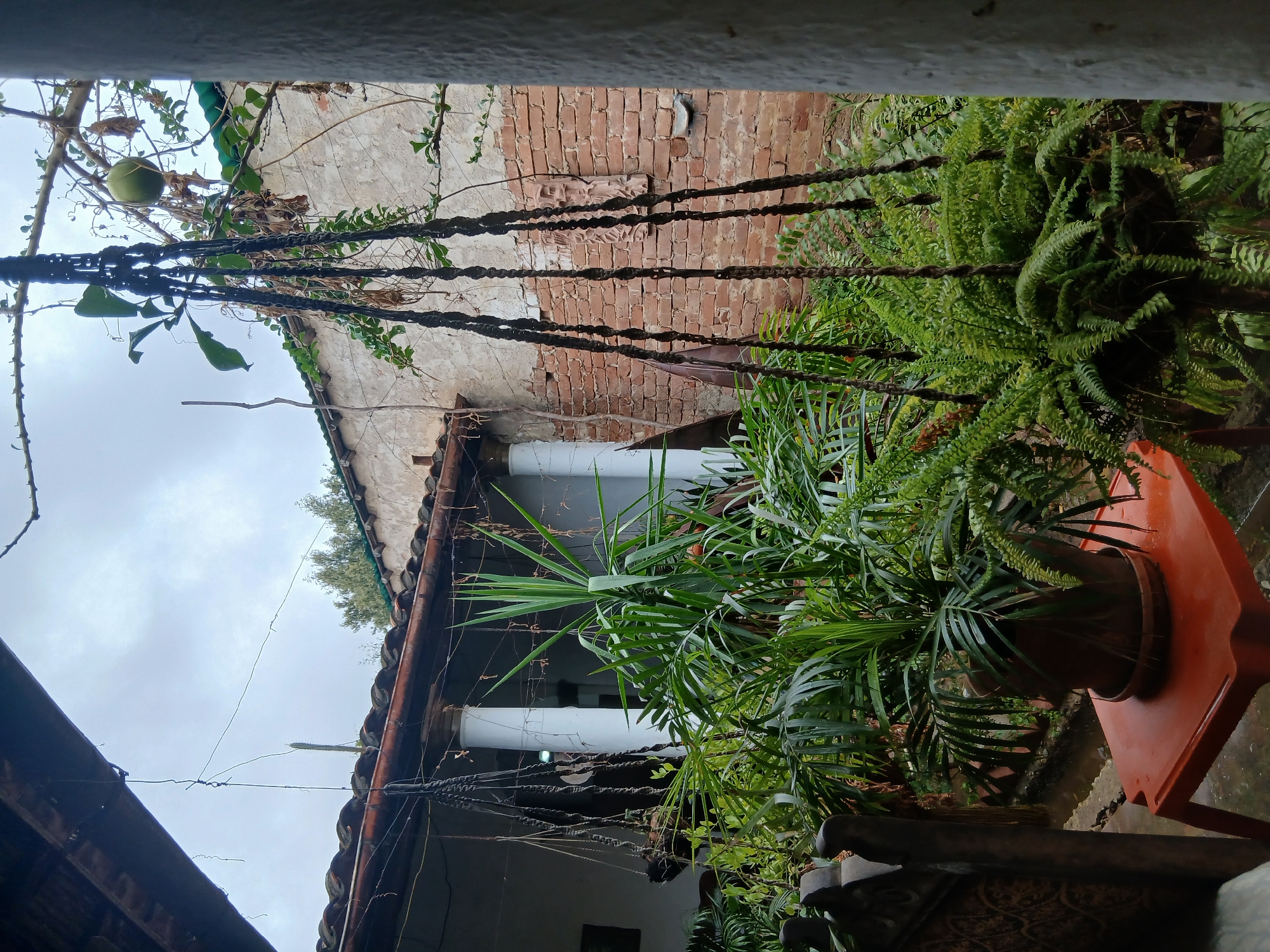 The image depicts a courtyard in Tacarigua, Venezuela, featuring lush greenery and weathered architecture. In the foreground, several potted plants, including ferns and a large palm-like plant, are visible. One fern is suspended in a macrame planter. The plants are arranged around an orange plastic table with a terracotta pot containing a green plant. To the left, a portion of a dark wooden chair is visible. The background reveals a building with white columns and a tiled roof, constructed with red brick walls. Above the building, a cloudy sky is present, with a single green fruit visible on a tree branch in the upper right corner. The scene is indicative of a residential or garden setting in a tropical climate.