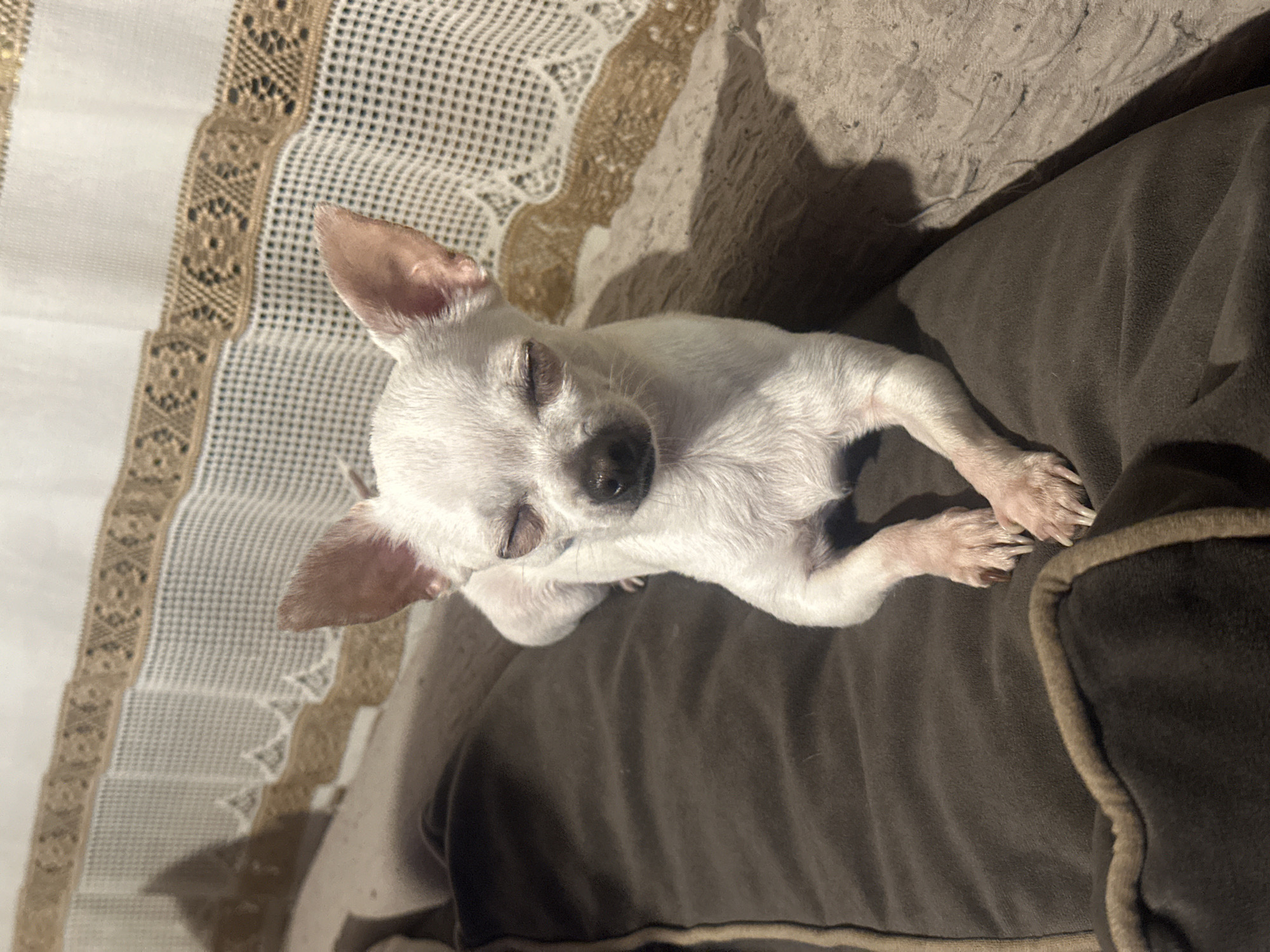 A white Chihuahua dog with closed eyes is lying on a dark brown pillow with a tan-colored trim. The pillow appears to be on top of a gray textured surface. To the left is a white lace fabric with tan-colored embellishments. The background is slightly out of focus. The image appears to have been taken indoors. The city of Chubra, Bulgaria, is not evident in this image.