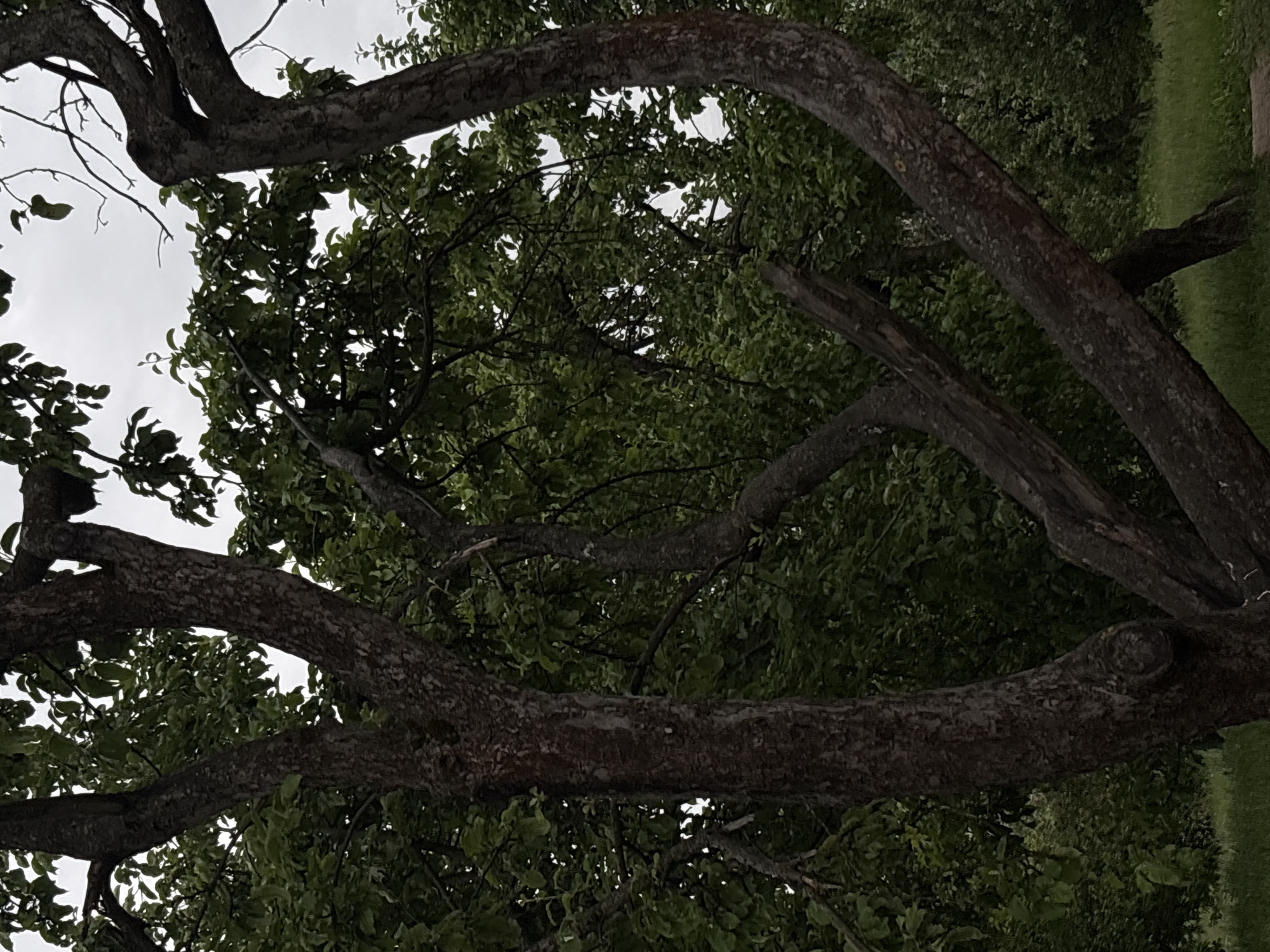 A cluster of mature trees with dark, rough bark dominates the frame against an overcast sky. The branches are gnarled and twist in various directions, some forming an arching shape. Lush green foliage fills the midground and background, obscuring much of the sky. The ground below is covered in green grass, with a hint of a light-colored path visible at the bottom right. The scene appears to be an outdoor area, possibly a park or a garden within Saint Petersburg, Russia, though no specific landmarks or structures are identifiable. No people or animals are present in the image.