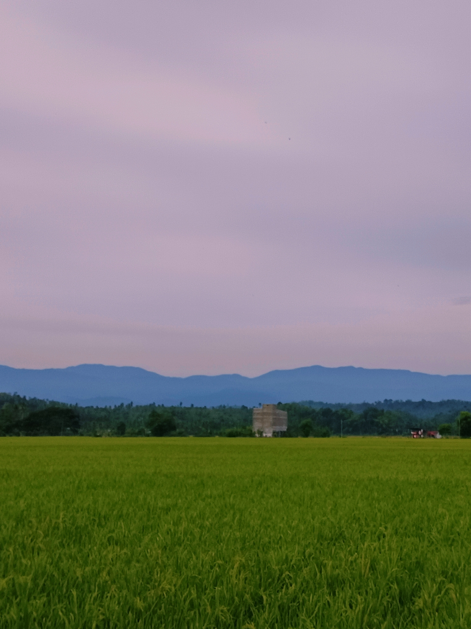 The image depicts a vast, green rice field under a hazy, pale purple sky. In the middle ground, a line of dense green trees separates the field from a series of blue, rolling hills in the distance. A square, beige structure, possibly under construction, is visible on the left side of the rice field, and a red building with a white roof is seen on the right. The scene appears to be a rural landscape, potentially the city of Keude Lueng Putu, Indonesia, given the abundant vegetation and hilly terrain.