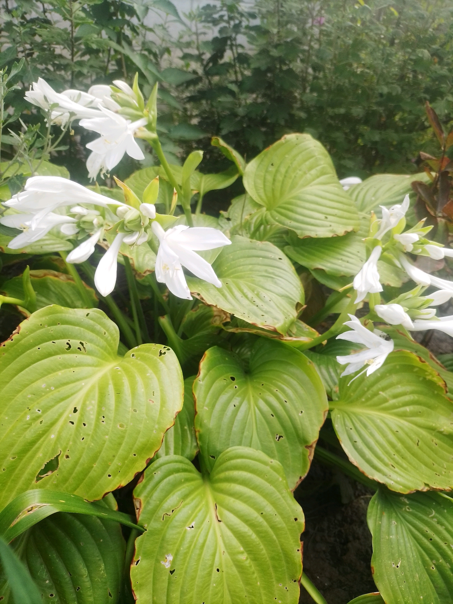 The image shows a cluster of white hosta flowers with green, ribbed leaves. The flowers are delicate and trumpet-shaped, with some appearing wilted or in various stages of bloom. The leaves are large and broad, some showing signs of insect damage with small holes and brown-edged tips. In the background, blurred green foliage suggests an outdoor garden setting. The overall scene is one of lush, natural growth. There are no people visible in the image, nor any indication of the city of Ustyvytsia, Ukraine.