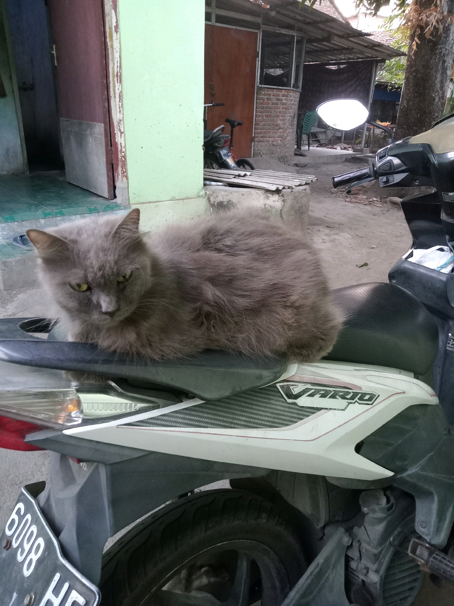 A fluffy, grey cat with yellow eyes is resting on the seat of a white and black Vario motorcycle parked outdoors. The motorcycle has a license plate that reads "6098 HF". Behind the motorcycle, a brick building with a corrugated metal roof is visible, along with a wooden door and some trees. The ground appears to be dirt and gravel. The scene is set in a residential area. The overall impression is one of a quiet, everyday moment in a tropical environment.