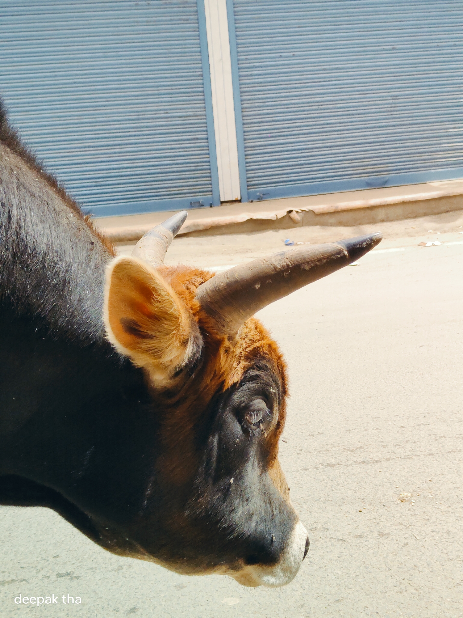 A close-up, profile shot of a brown and black cow's head is captured in an outdoor urban setting. The cow's left ear is prominent, with reddish-brown fur and darker patches. Its horns curve upwards and outwards, with a rough, textured surface. The cow's eye is visible, showing details of its lashes and iris. The background features a blue corrugated metal shutter door with white vertical supports. The ground is paved with a light-colored, rough surface, possibly asphalt or concrete, with some debris scattered about. The image is a vertical shot, with the cow's head occupying the left side and foreground, and the shutter door and ground filling the right and background. The scene appears to be in the city of Leh, India, as suggested by the context. A watermark with the text "deepak tha" is present in the bottom left corner of the image.