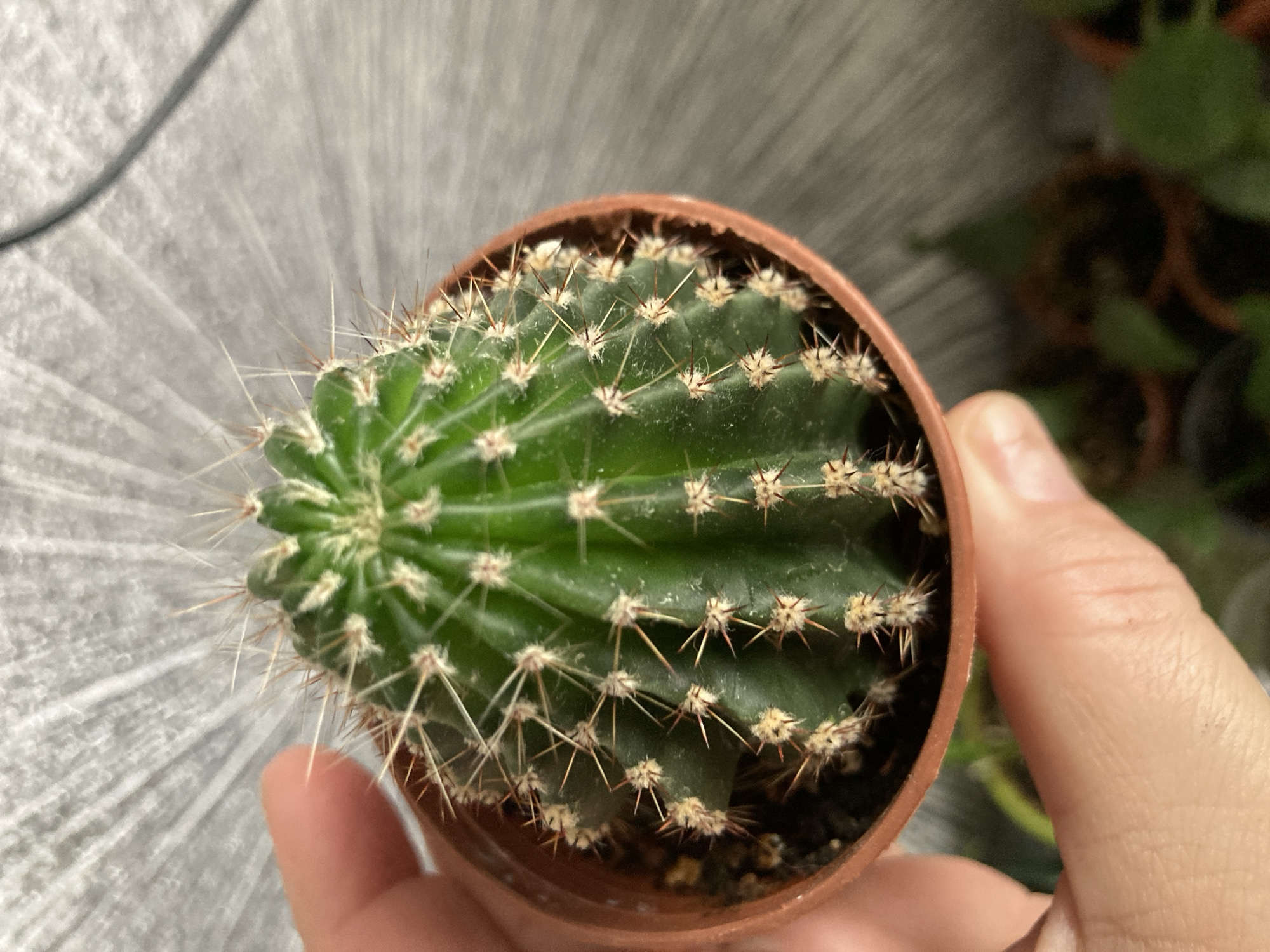 A close-up shot shows a person's hand holding a small, potted green cactus. The cactus has prominent ribs and sharp spines. The background is a textured, grey wall with a dark cable running diagonally across the upper right corner. The bottom of the image shows out-of-focus greenery and other potted plants. The image was captured in Monino, Russia.