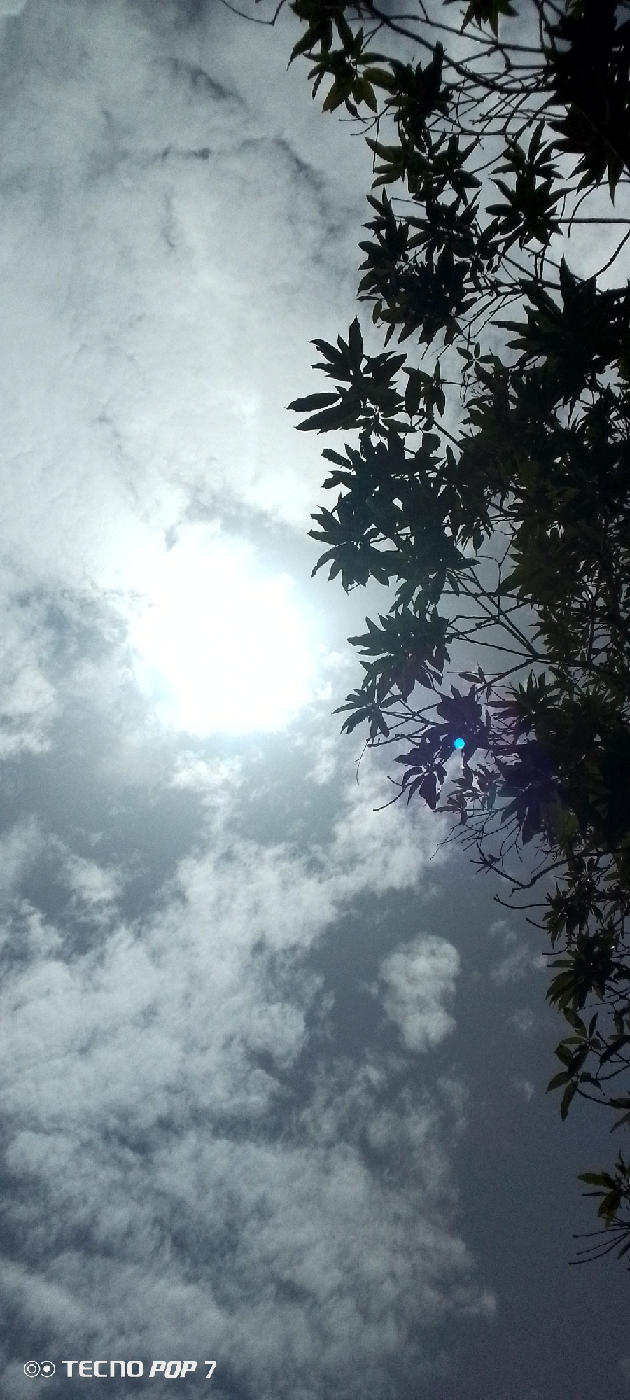 The image is a low-angle shot of a cloudy sky with tree foliage on the right side. The sun is obscured by clouds, creating a bright area in the center-left of the frame. The tree leaves are dark, silhouetted against the brighter sky. The photo was taken with a TECNO POP 7. The location is in Altagracia, Venezuela.