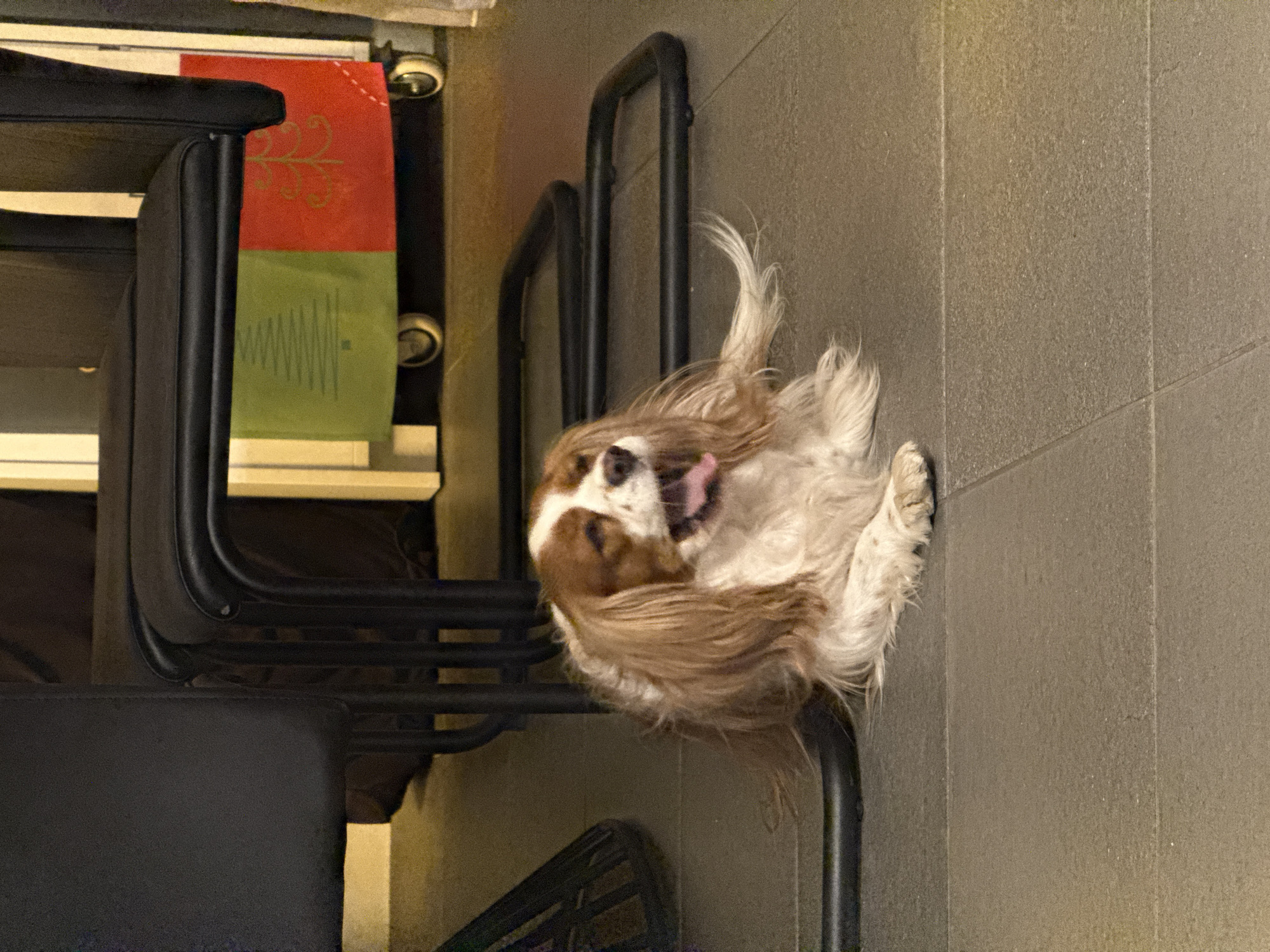 An indoor scene features a brown and white dog, likely a Cavalier King Charles Spaniel, lying playfully on its back on a light grey tiled floor. The dog's mouth is wide open, revealing its tongue, suggesting a yawn or a moment of enjoyment. Its fur, long and somewhat dishevelled, frames its face, and its front paws are partially visible.
To the left of the dog, several chairs with black metal frames and dark upholstery are visible. These chairs appear to be tucked under a table or counter, though only the underside of this surface is partially seen. On the surface, a decorative fabric item, possibly a placemat or table runner, is visible. It features a red section with a golden, ornate pattern and a green section with a simple, sketched Christmas tree design.
The lighting in the room is soft, casting gentle shadows and suggesting an intimate, possibly domestic, setting. The overall impression is one of a relaxed environment, with the dog being the playful focal point. No specific text is visible in the image. The location is an indoor space, possibly a dining area or kitchen in Sofia, Bulgaria, given the provided context.