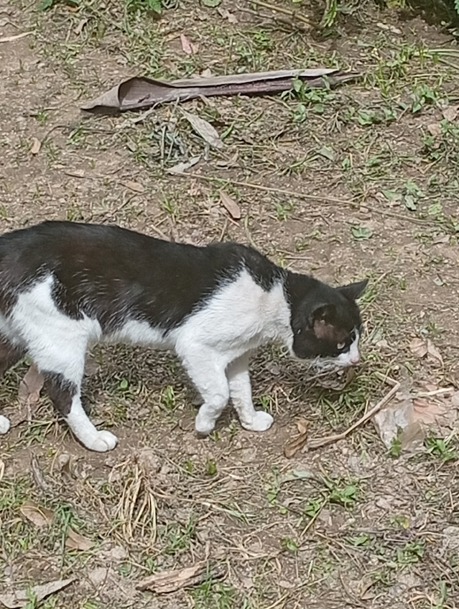 A black and white cat is standing on the dirt ground in a park-like area. The cat is facing to the right and appears to be sniffing the ground. The ground is covered with dry leaves, grass, and some small plants. In the background, there are more dry leaves and some green foliage. The lighting suggests it is daytime. This image was taken in San Antonio de Los Altos, Venezuela.