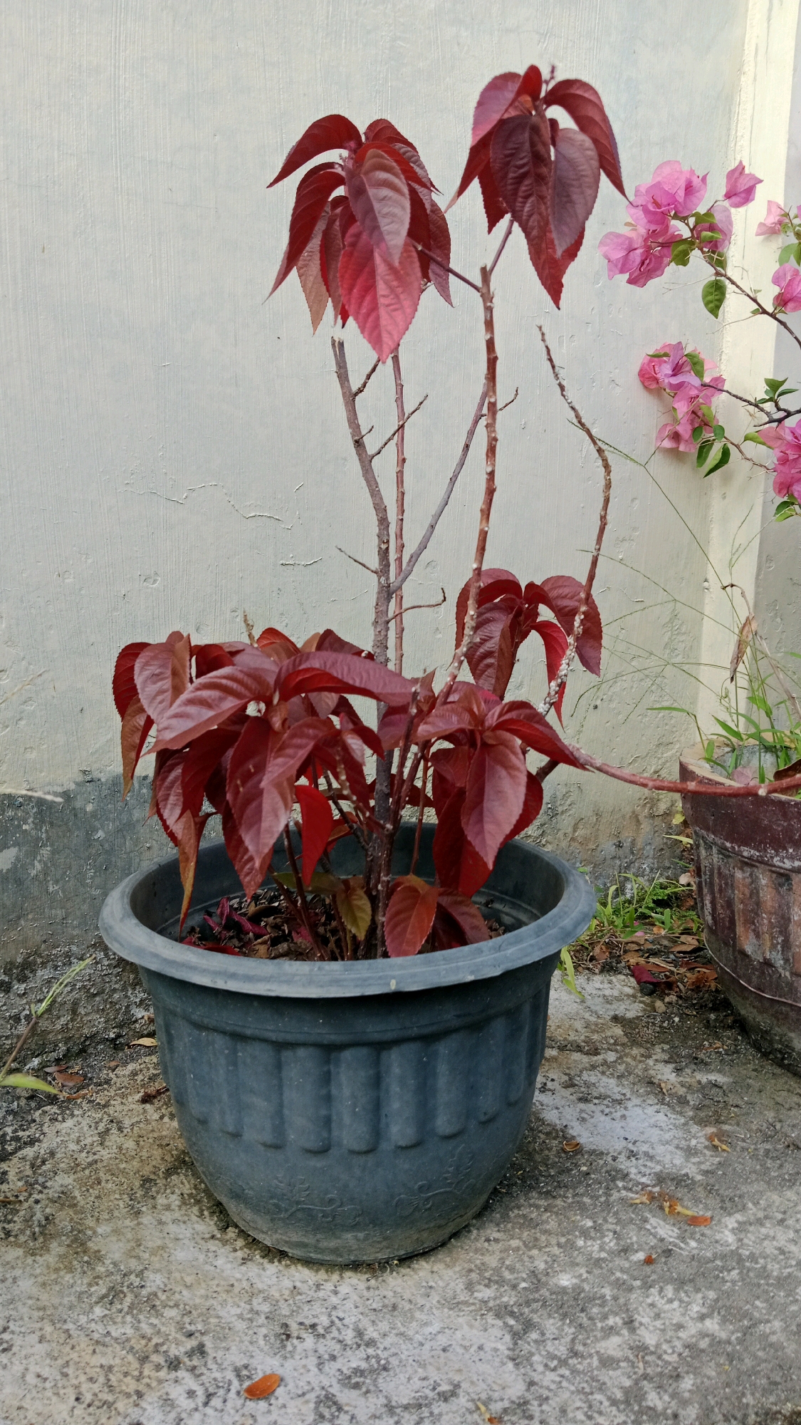 A potted plant with dark red leaves stands in a dark gray plastic pot. The pot is positioned on a concrete surface, which shows signs of wear and tear. In the background, a light-colored, textured wall is visible. To the right of the main subject, a portion of another pot and some pink flowers on a leafy branch are visible, suggesting an outdoor setting. The overall scene appears to be located in an outdoor urban environment, possibly a courtyard or garden area, in Magetan, Indonesia.