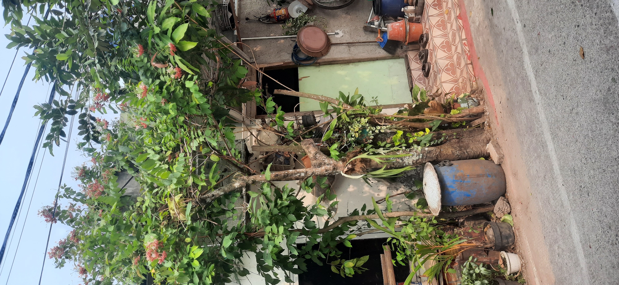 This image shows an outdoor scene in Cisauk, Indonesia, likely in front of a residential or commercial property. A large tree with green leaves and clusters of small red flowers dominates the center of the frame, obscuring parts of a building. To the left of the tree, a white building is visible with dark windows. To the right, a light green door is set into a gray, textured wall. Various objects are scattered around the scene, including a large blue barrel with a white lid in the foreground to the left, several terracotta pots stacked on the steps leading up to the green door, a broom, and other gardening or household items. The ground in front of the building is paved with patterned tiles and then transitions to a gray asphalt road. Power lines are visible against the sky in the upper part of the image. The overall impression is one of a somewhat cluttered, lived-in outdoor space.