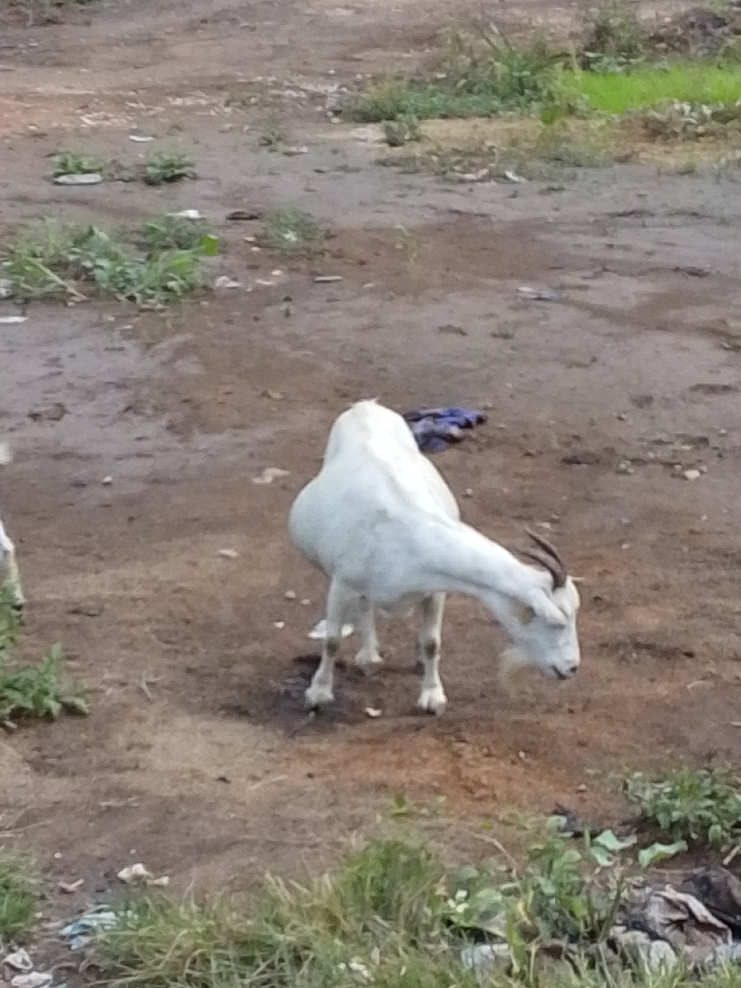 A white goat with dark horns and a beard stands on a patch of dirt with sparse green vegetation. The goat is facing downwards, appearing to be eating. A piece of blue cloth is visible behind the goat. The ground is uneven and appears to be a rural or undeveloped area.