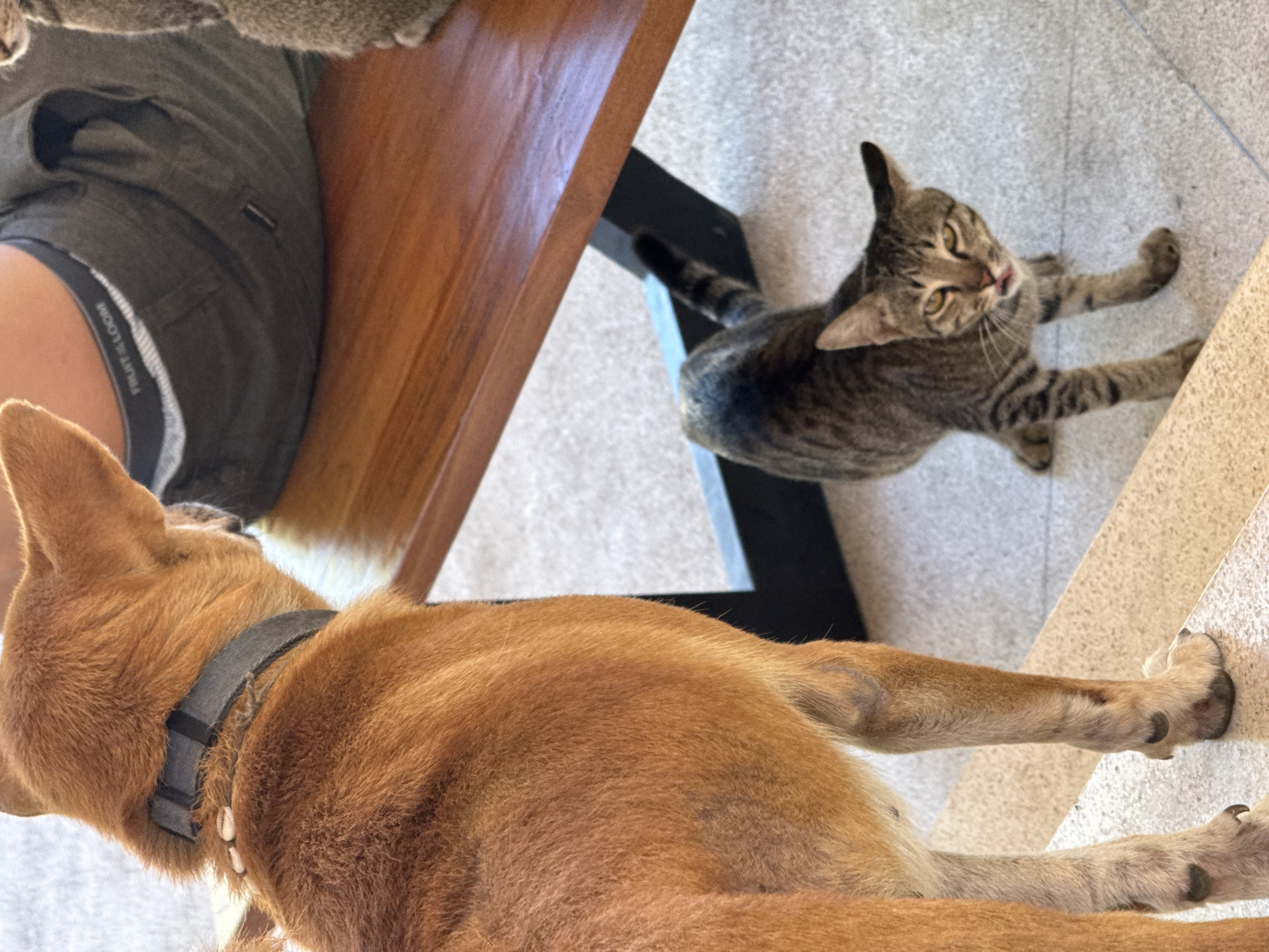 The image, captured from a slightly elevated perspective, depicts an indoor scene in what appears to be a home in Kuta Selatan, Indonesia, during the daytime.
In the foreground, a reddish-brown, short-haired dog is resting on a light-colored tiled floor, facing away from the camera. The dog wears a dark grey collar adorned with small, light-colored decorative elements, possibly shells or beads.
In the mid-ground, a tabby cat, distinguished by its striped and spotted fur, lies stretched out on the same tiled floor. Its head is turned upwards and tilted, looking towards the camera with its mouth slightly ajar, revealing a hint of its pink tongue. The cat's eyes are a striking yellow-green, and its expression appears curious or playful.
To the upper left, a person's lower body is partially visible. They are wearing dark grey shorts, and the waistband of their underwear, clearly displaying the text "FRUIT OF THE LOOM," is visible above their leg. The person is positioned near a dark wooden table or piece of furniture with a rich, brown surface.
The floor throughout the scene is composed of light-toned tiles, suggesting a bright and clean indoor environment. The natural light indicates it is daytime, contributing to the relaxed and domestic atmosphere of the scene.