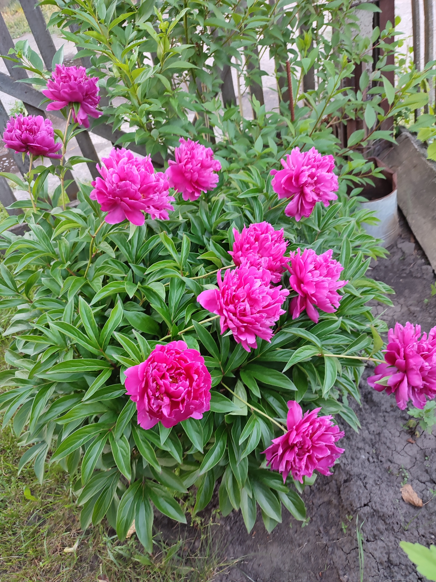 In Voskobiinyky, Ukraine, a cluster of vibrant pink peonies blooms against a backdrop of a wooden fence. The peonies, with their lush, ruffled petals, are the central focus of the image. They are clustered together, with some flowers facing forward and others angled slightly away. The leaves are a deep green, providing a strong contrast to the bright flowers. The ground beneath the peonies is a mix of dark soil and sparse grass. In the background, the weathered wooden fence creates a rustic setting, and a glimpse of a rusted metal bucket can be seen to the right, hinting at a garden or outdoor space. The scene is one of natural beauty, captured in the heart of Voskobiinyky.