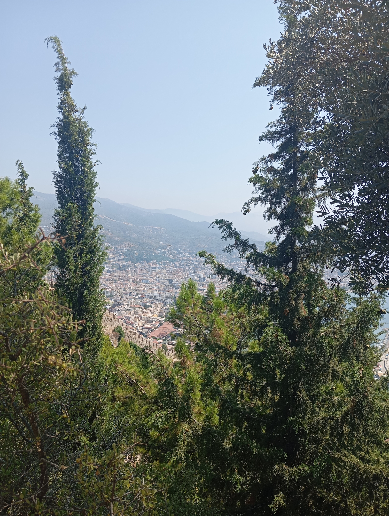 A high-angle, medium shot captures a panoramic view of a sprawling coastal city, viewed through the branches of lush green trees. The city is densely packed with buildings of varying heights and colors, some with red-tiled roofs, nestled against a backdrop of rolling, hazy mountains under a clear, pale blue sky. The foreground is dominated by the thick foliage of evergreen trees, with their dark green needles and branches partially obscuring the view. The trees are positioned on a slight incline, suggesting the vantage point is elevated. The overall impression is one of a scenic overlook providing a distant glimpse of urban life amidst natural beauty.