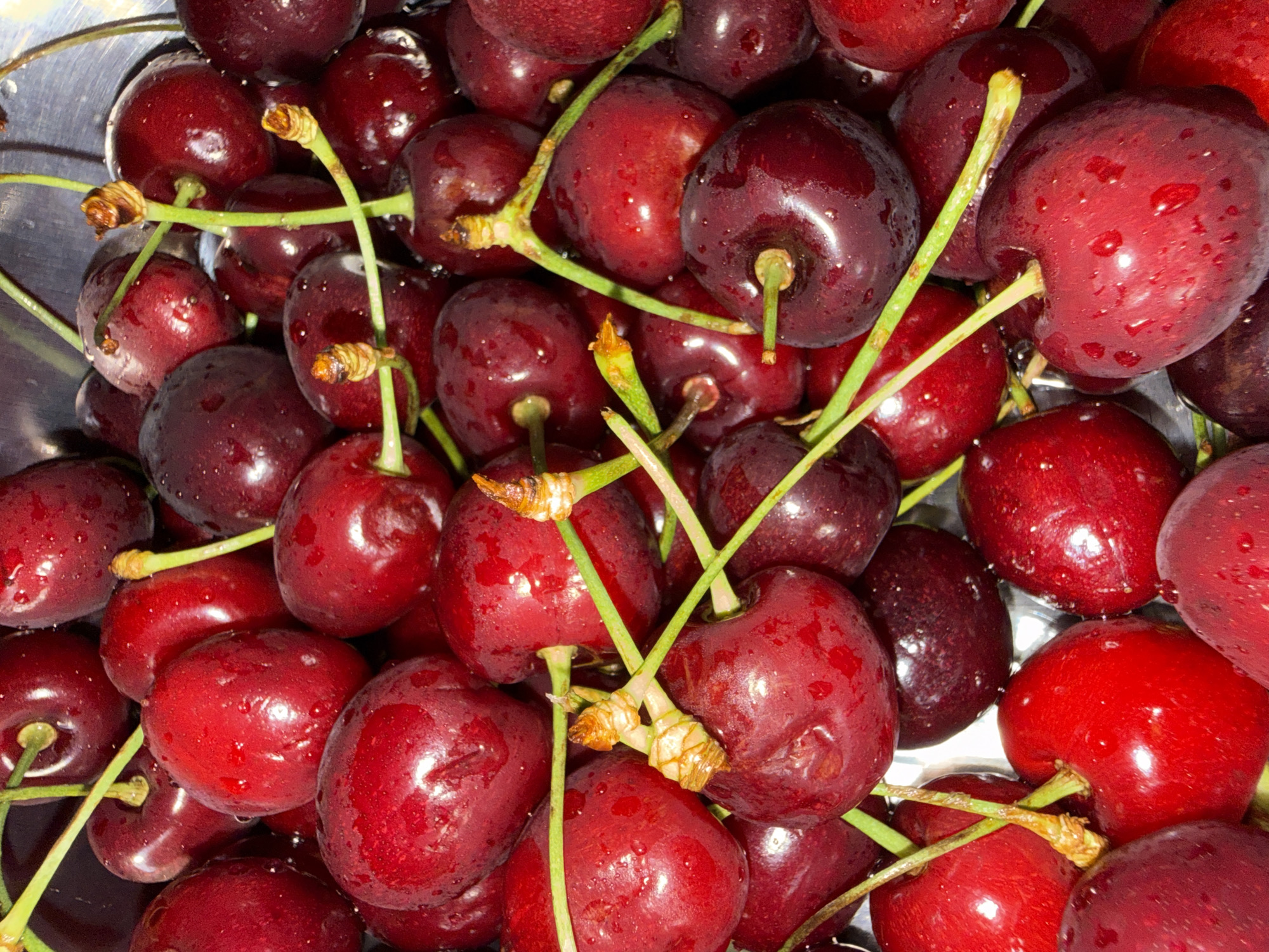 The image is a close-up, overhead shot of a large pile of fresh, dark red cherries. Many of the cherries have water droplets on their surface, indicating they have been washed. The stems are a light green color and are attached to most of the cherries, with some stems intertwined with others. The cherries are varying shades of red, from a bright, almost translucent red to a deep, dark burgundy. The background appears to be a metallic surface, possibly a bowl or sink, and is slightly out of focus. There are no people or discernible actions happening in the image. The location in Chaikovsky, Russia, is not visually identifiable from the image itself; it is provided as contextual information.