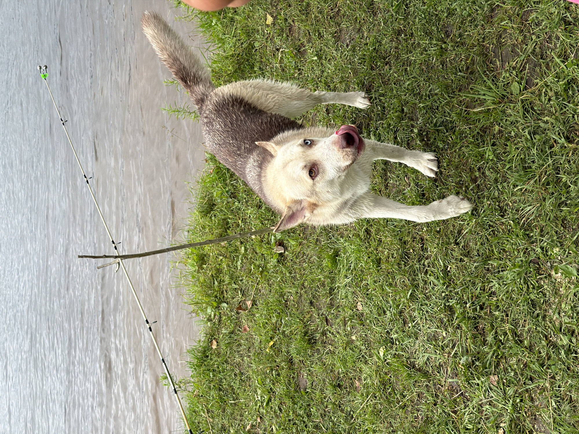 A husky dog with one blue eye and one brown eye stands on a grassy bank next to a body of water, its tongue sticking out. Two fishing rods are propped up on the bank, one supported by a wooden stick. The water appears murky and calm, reflecting the overcast sky. The dog is wet, suggesting it may have recently been in the water. The location is the bank of a river in Noviy, Russia.