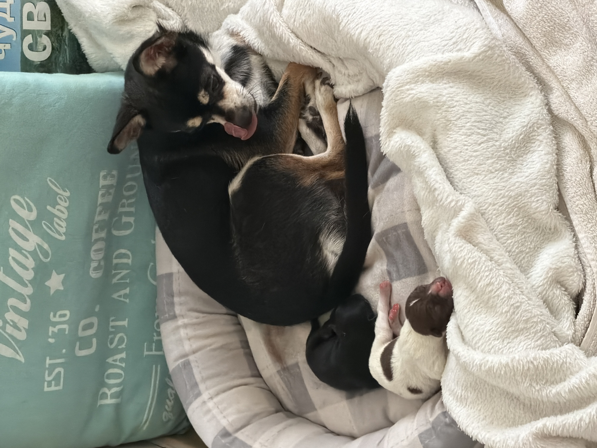 The image depicts a domestic scene inside a building, likely a home. In the foreground, a black and tan Chihuahua mother dog is lying down in a dog bed, with her tongue extended as if licking something. She is nestled beside two newborn puppies. One puppy is entirely black and curled into a ball. The other puppy is white with brown markings on its head and back, and appears to be asleep. The dog bed is lined with a checkered fabric and a white, fluffy blanket. In the background, a light blue pillow with white text is visible, along with a dark blue poster with white lettering. There is no indication or visual evidence to suggest the location is in Plovdiv, Bulgaria.