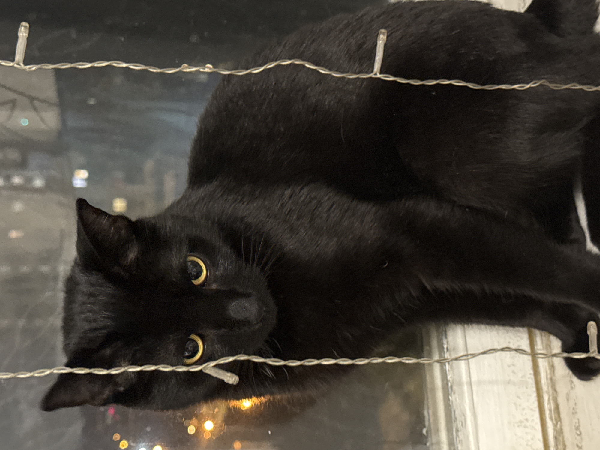 A black cat sits on a windowsill, looking towards the viewer. The cat has bright yellow eyes and its fur is dark and sleek. Behind the cat, a window shows a blurry, out-of-focus view of city lights at night. Two strings of small, white LED lights hang down in front of the cat, partially obscuring its body. The windowsill is white and appears to be made of wood or painted plaster. The overall impression is of a domestic setting, likely in an apartment or house. The location is specified as the city of Khimki, Russia.