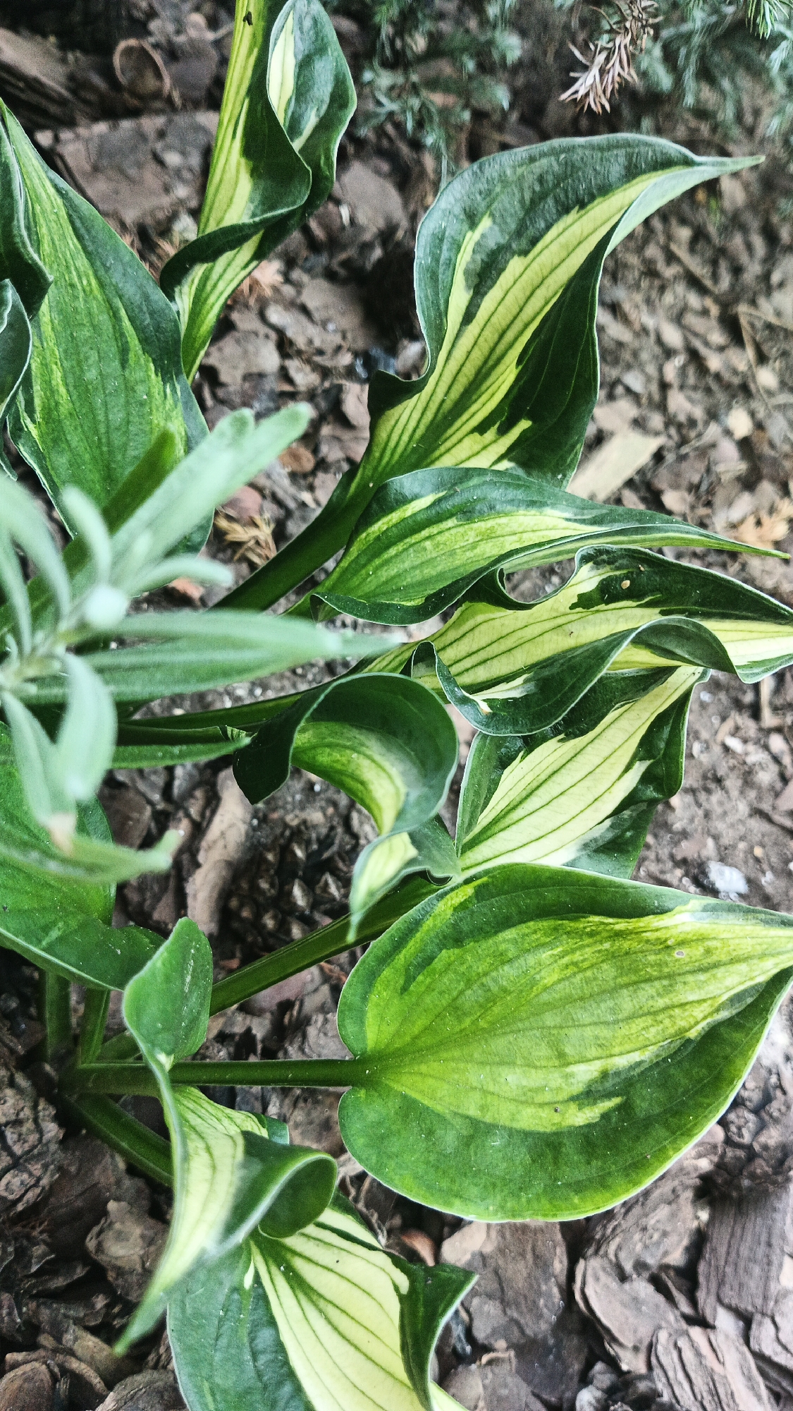 This is a close-up, overhead shot of a hosta plant with variegated leaves. The leaves are primarily green with striking yellow stripes that follow the veins. Some leaves are curled or unfurling. The plant is growing in a bed of dark brown mulch, which appears to be bark chips. In the background, the mulch continues, and a few blurred green branches from another plant are visible. The image was taken outdoors. There are no people or animals present. The location is identified as Kryvyi Rih, Ukraine.