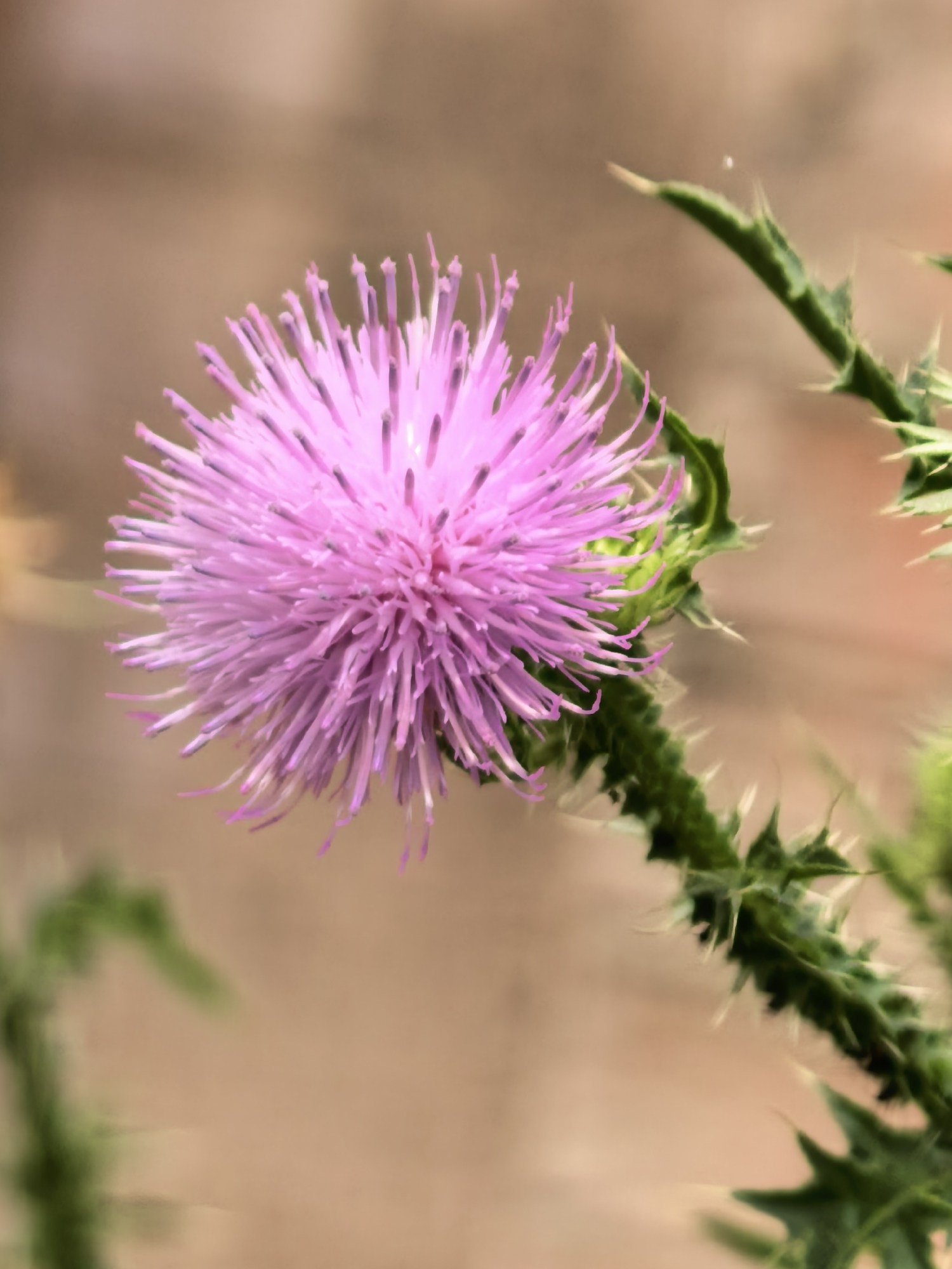 A close-up, slightly out-of-focus photograph features a vibrant pink thistle flower in the foreground. The flower is spherical with numerous thin petals radiating outwards. A spiky green stem and leaves are visible, also showing some of the characteristic thorns of the plant. The background is a soft, blurred wash of beige and light brown, suggesting an outdoor environment. There are no people or specific identifiable landmarks present. The image is a macro shot focused on the details of the thistle.