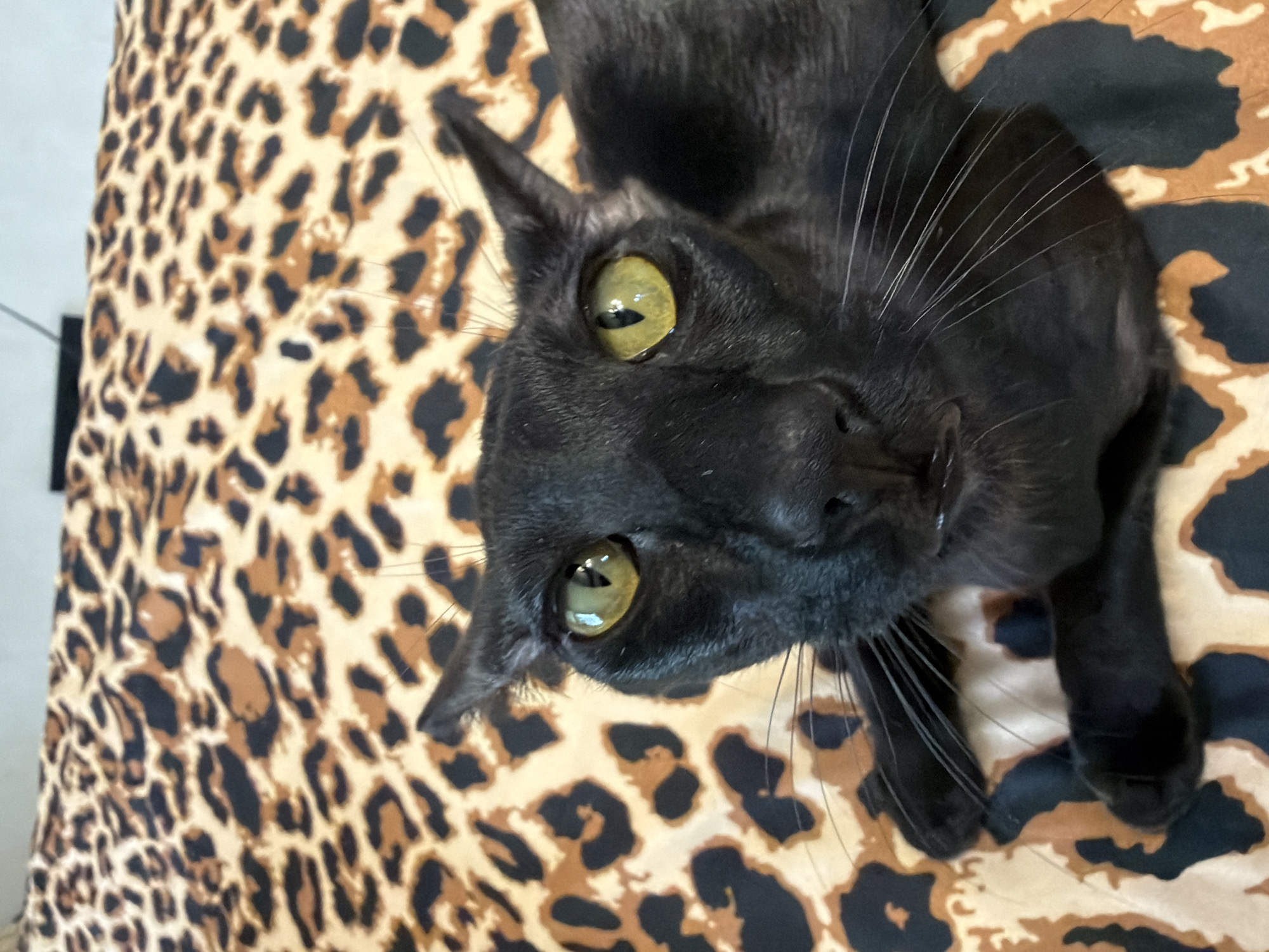 A close-up, eye-level, indoor shot shows a black oriental cat lying on a bed with a leopard print blanket. The cat's face is central, with its bright green eyes looking directly at the camera. The cat has large, pointed ears and long white whiskers. Its paws are resting on the blanket. The background is filled with the pattern of the leopard print blanket. The image does not provide any information about the city of Chaikovsky, Russia.