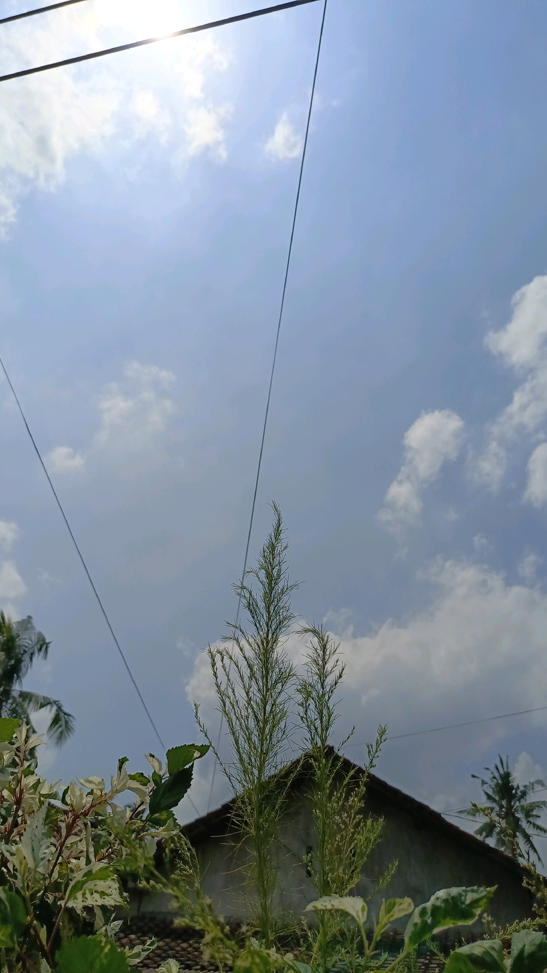 The image depicts an outdoor scene with a clear blue sky filled with white cumulus clouds. Two dark wires diagonally cross the frame from the top left to the bottom right, with the sun shining brightly behind the left wire. In the foreground, lush green plants and foliage are visible. A tall, thin, feathery green plant stands prominently in the center, with other plants, including some with variegated leaves, to its left. Behind the plants, the roof of a building, likely a house, is partially visible, appearing to be made of tiles. In the background, palm trees can be seen, suggesting a tropical or subtropical environment. The overall impression is a bright, sunny day in a residential area, possibly in Kebumen, Indonesia, characterized by vegetation and a typical residential roof structure.