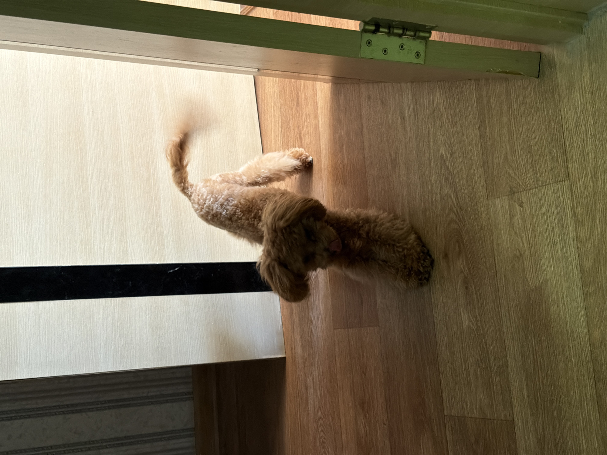 A light brown toy poodle dog with curly fur is standing on a wooden floor. The dog is facing the camera and has its tongue sticking out. Its tail is blurred due to movement. The dog is near an open doorway. The wall behind the dog is decorated with vertical striped wallpaper. The scene is indoors and appears to be a residential setting. The image does not provide any specific geographical markers to determine its location within Kyiv, Ukraine.